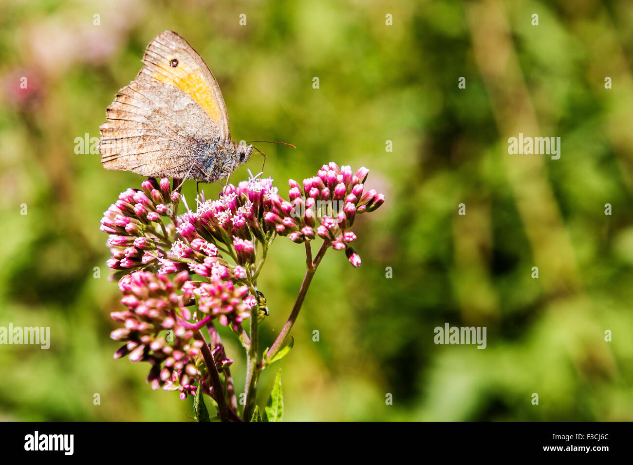 Blume Stockfoto