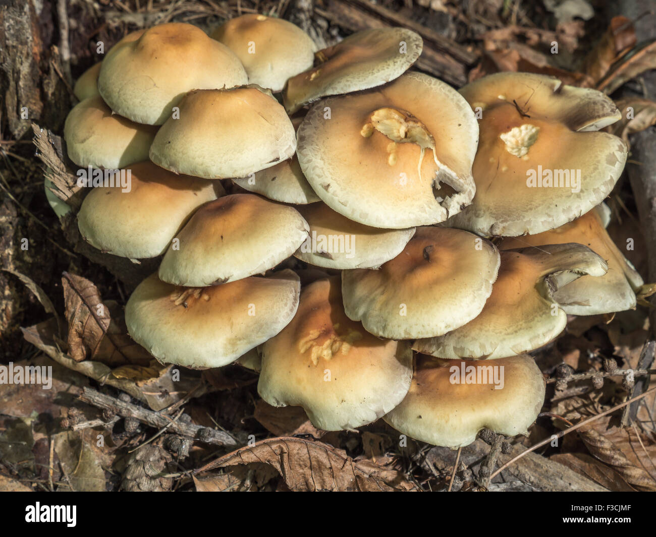 Claster nicht essbare Pilze wachsen im Wald Stockfoto