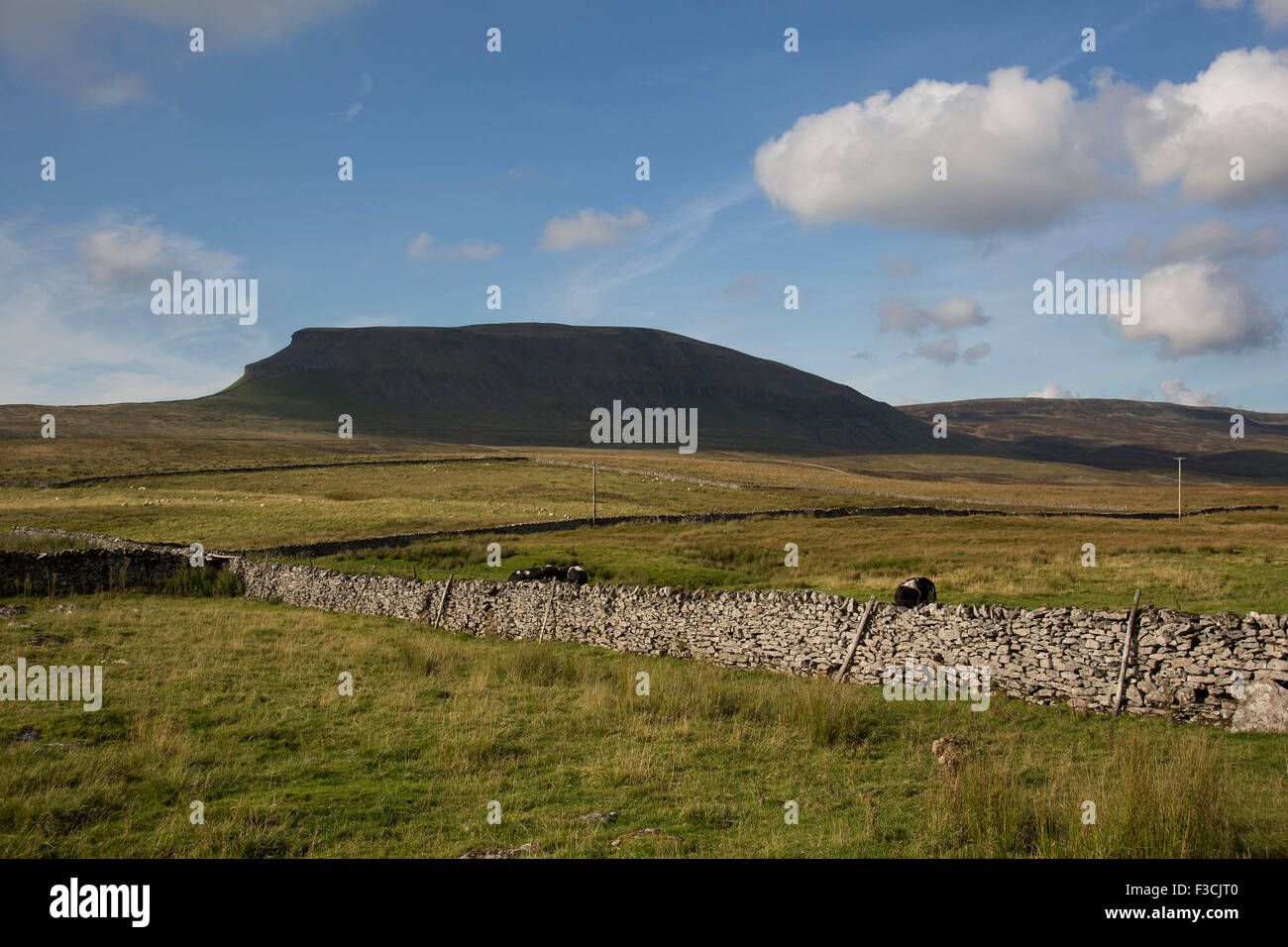 Pen-y-Gent oder Penyghent fielen in den Yorkshire Dales. Es ist eines der Yorkshire drei Zinnen und liegt etwa 3 Kilometer östlich von Horton in Ribblesdale. Dieser Felsvorsprung ist von weit her in den Dales, so dass es eines der bekanntesten Wahrzeichen in der Landschaft ganz ersichtlich. North Yorkshire, England, Vereinigtes Königreich. Stockfoto