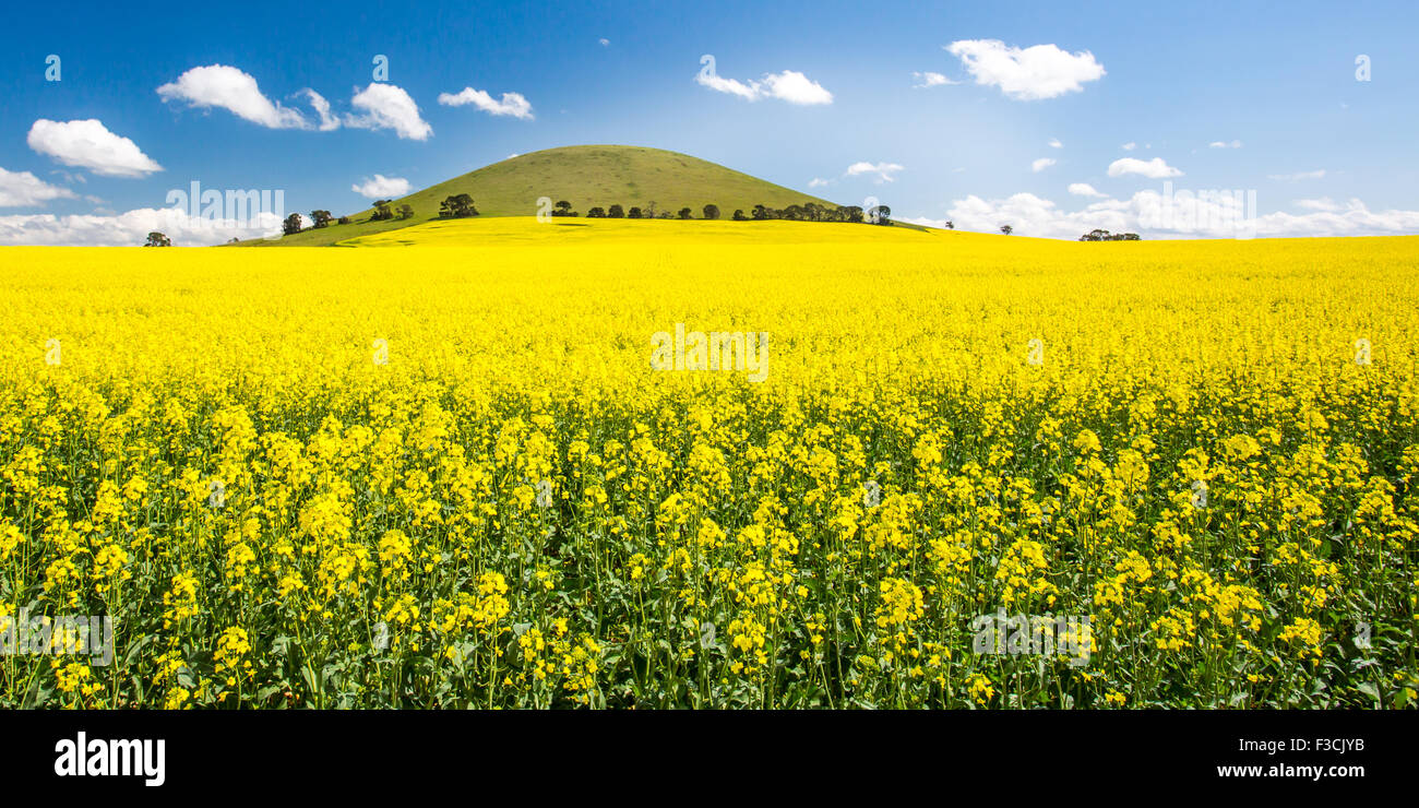 Raps-Felder leuchten an einem klaren sonnigen Tag in der Nähe von Smeaton in den viktorianischen Goldfields, Australien Stockfoto