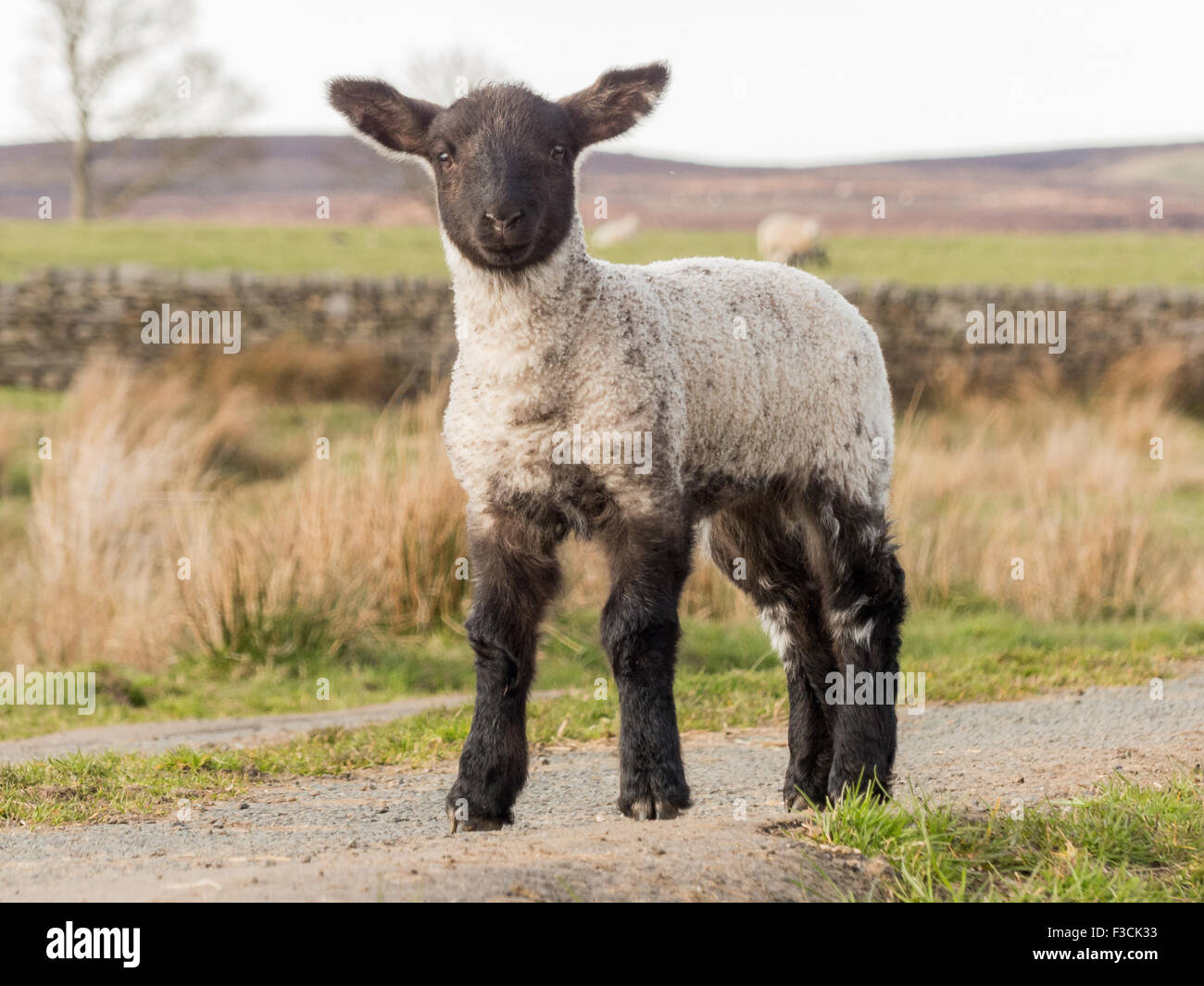 Junges Lamm in der Nähe von Goathland, North Yorkshire, UK. Stockfoto