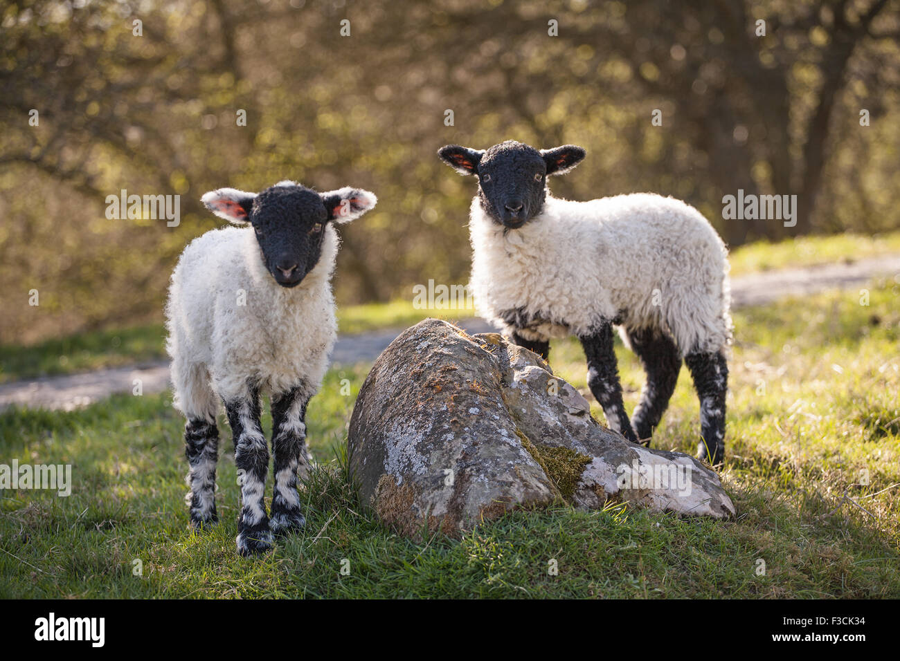 Zwei junge Lämmer in Goathland, North Yorkshire, UK. Stockfoto