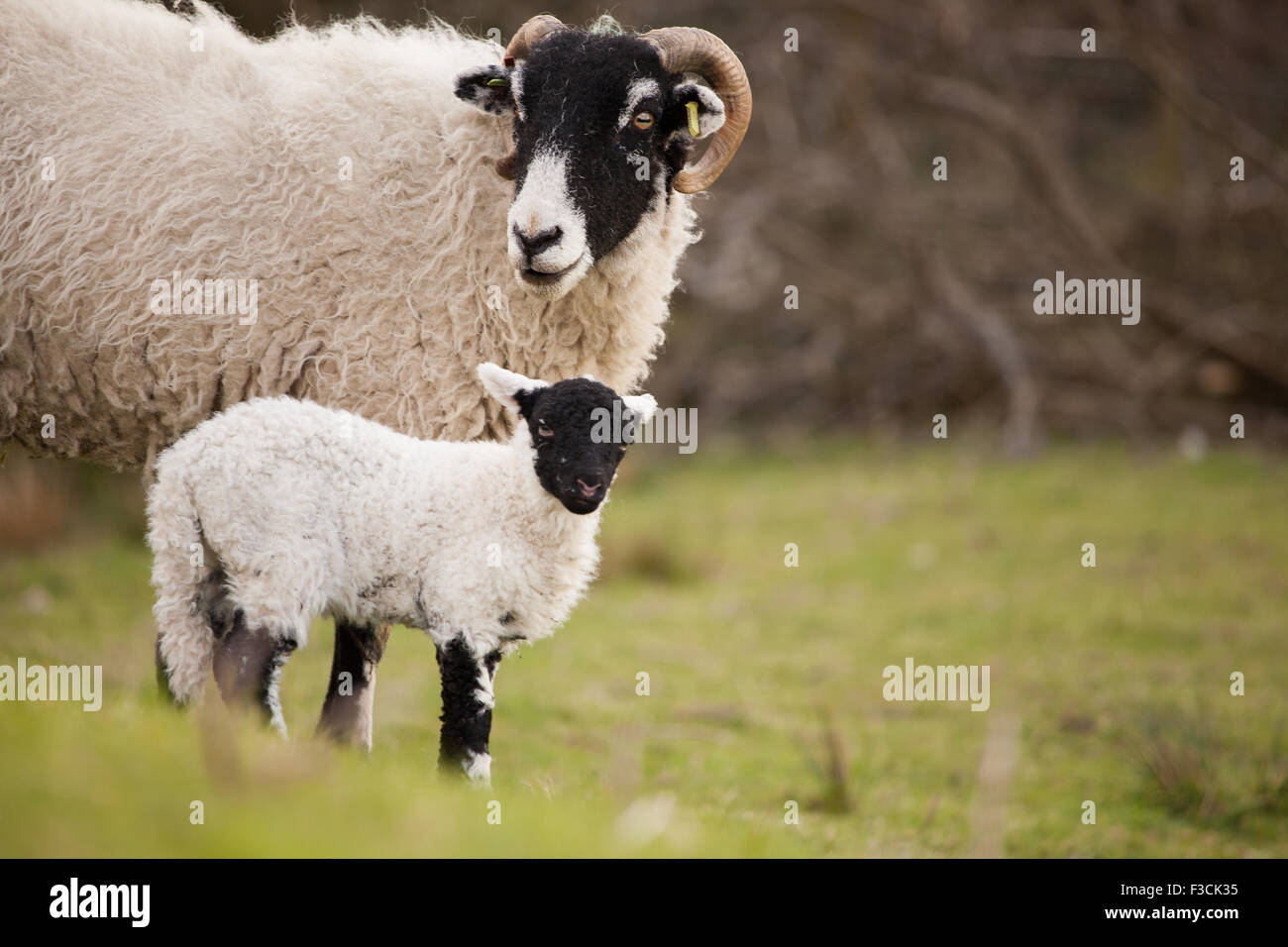 Ein Swaledale Schafen mit ihr Lamm. Stockfoto