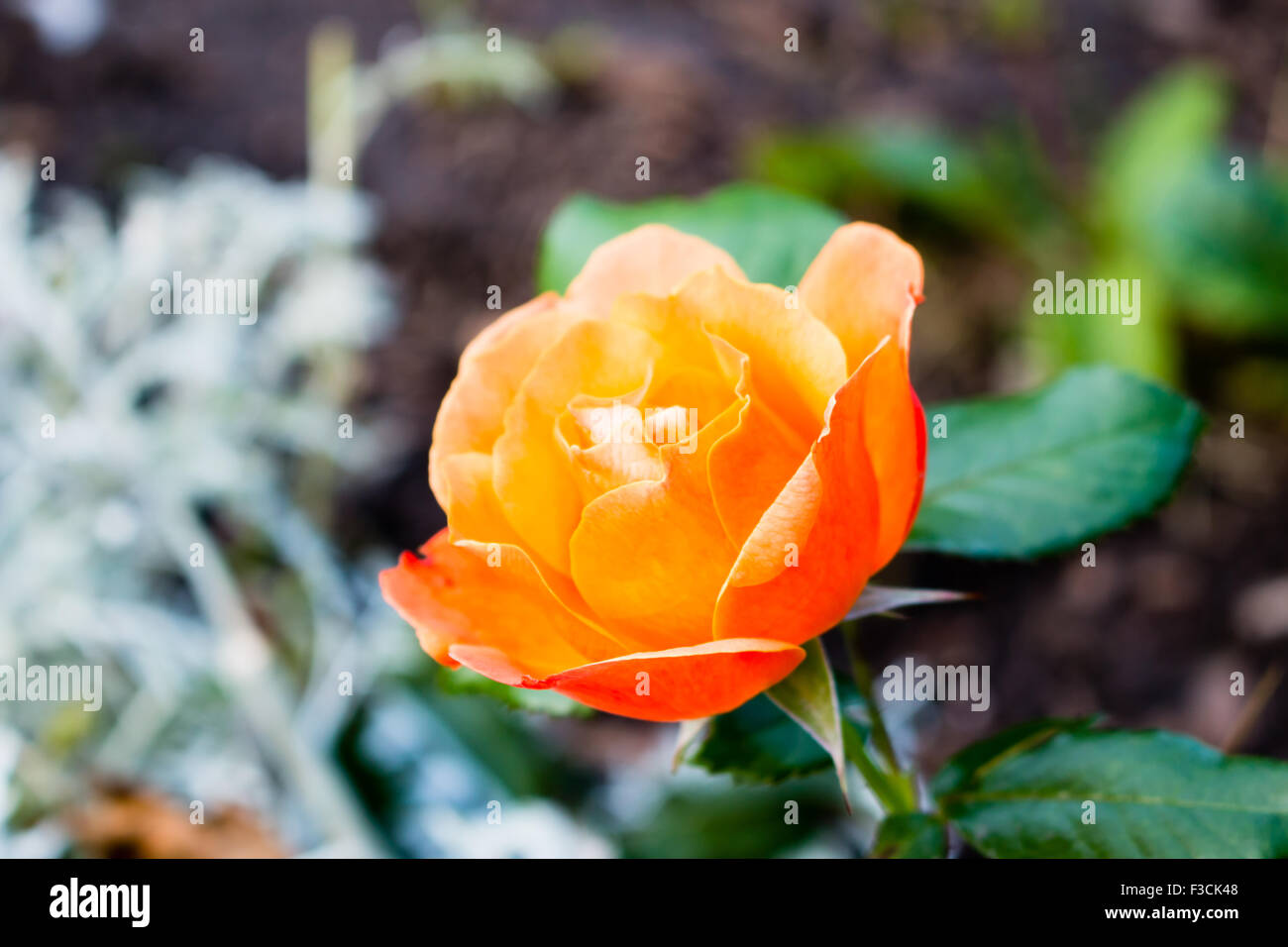 Orange Rose Blüte. Grüne Vegetation im Hintergrund. Stockfoto