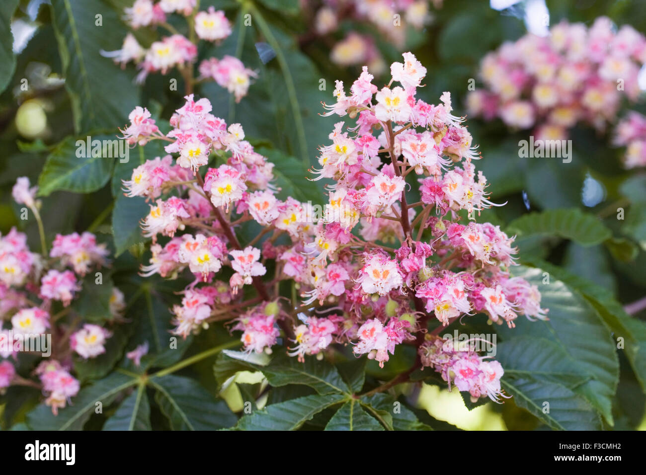 Aesculus Hippocastanum Blume. Rosskastanie Baum in Blüte. Stockfoto