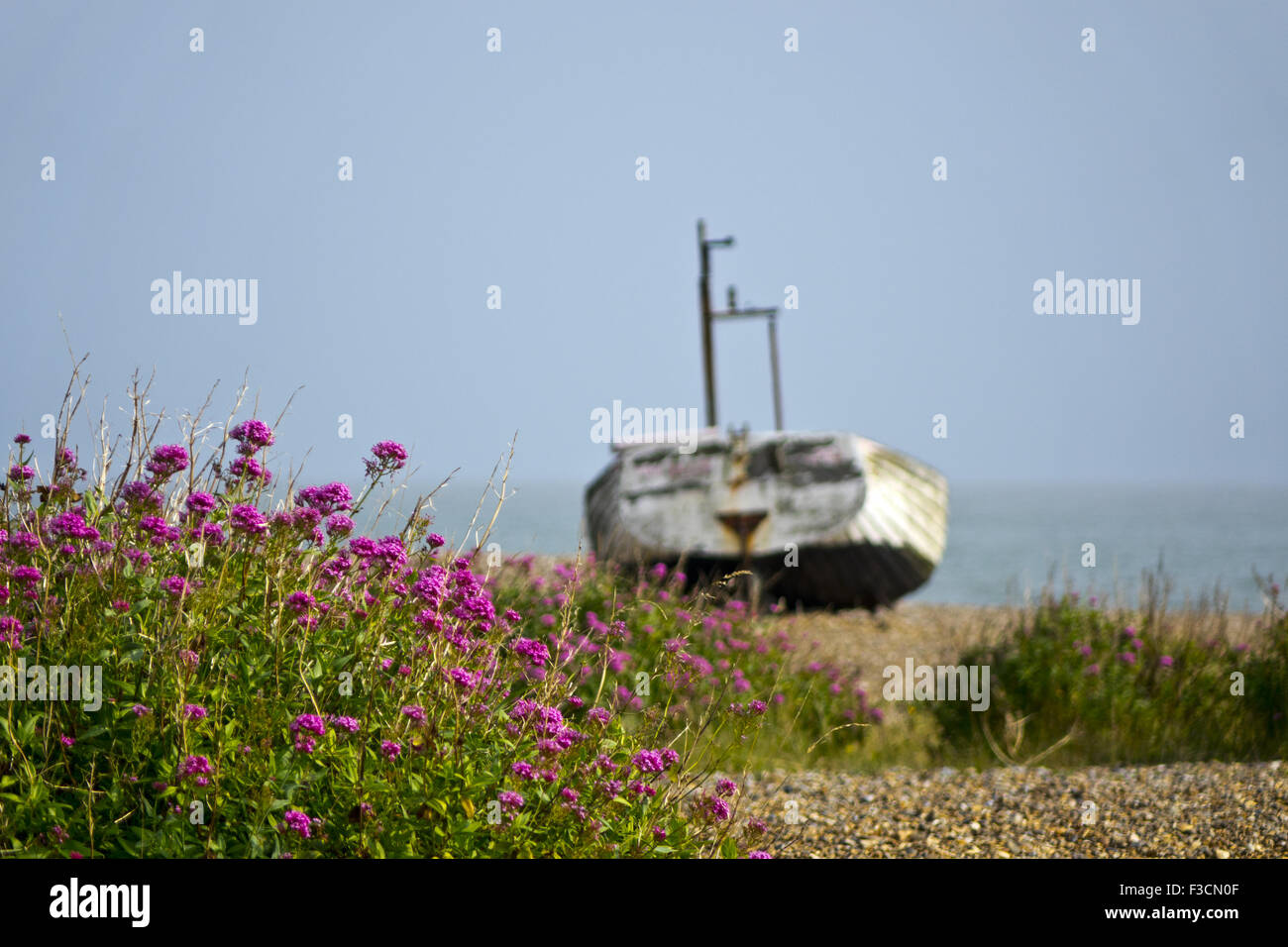 Roter Baldrian Strand Wildblumen Centranthus ruber Stockfoto