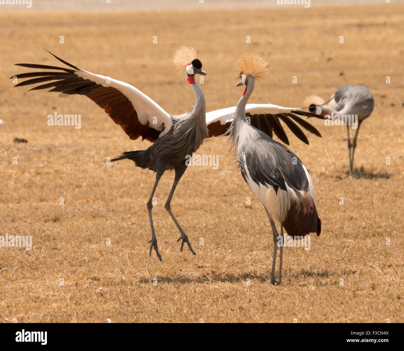 Graue gekrönt oder crested Kran Zucht Display. Nationalvogel Kenias. Balearica regulorum Stockfoto