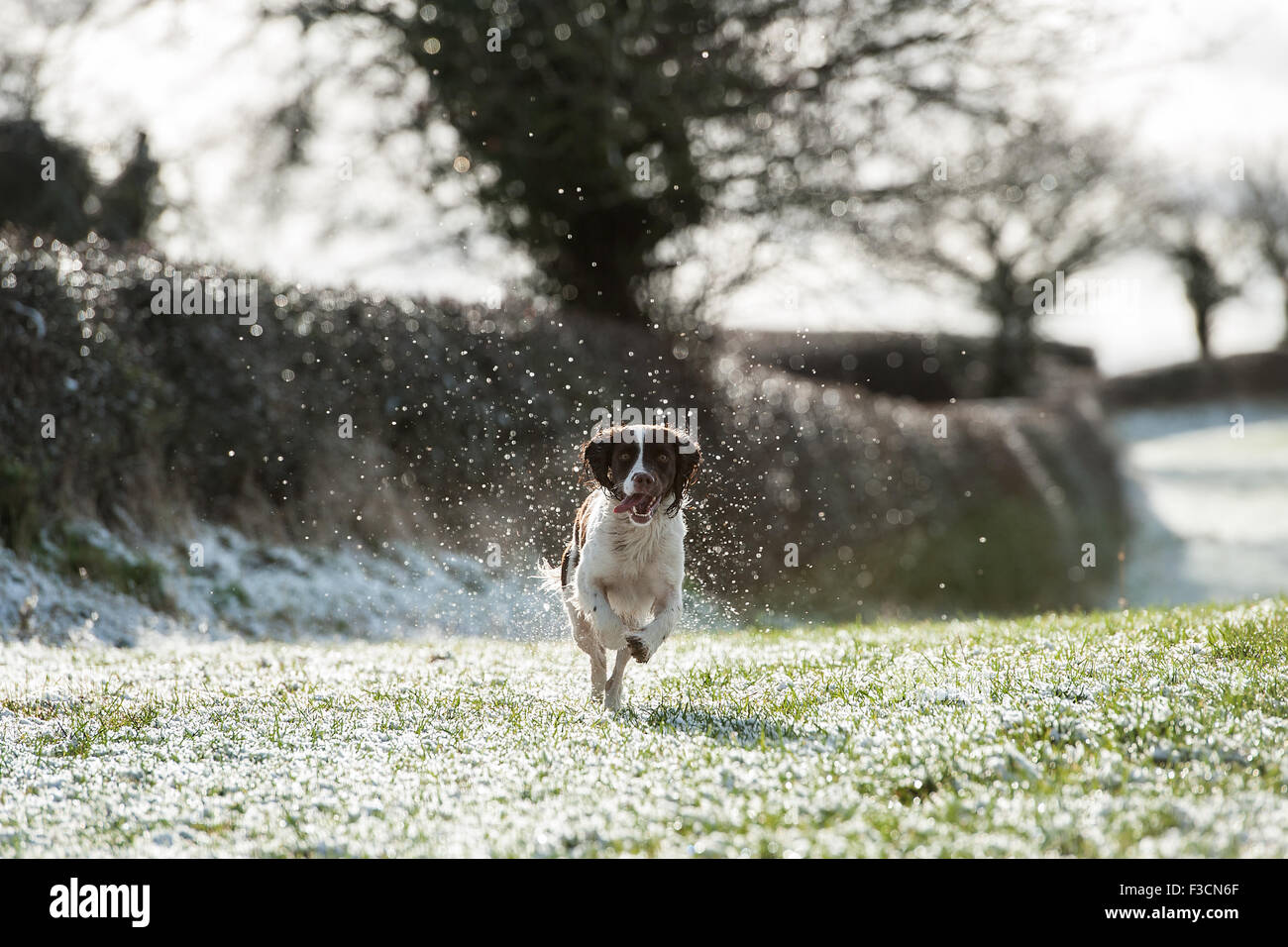 Springer Spaniel laufen im Schnee in Richtung der Kamera Stockfoto