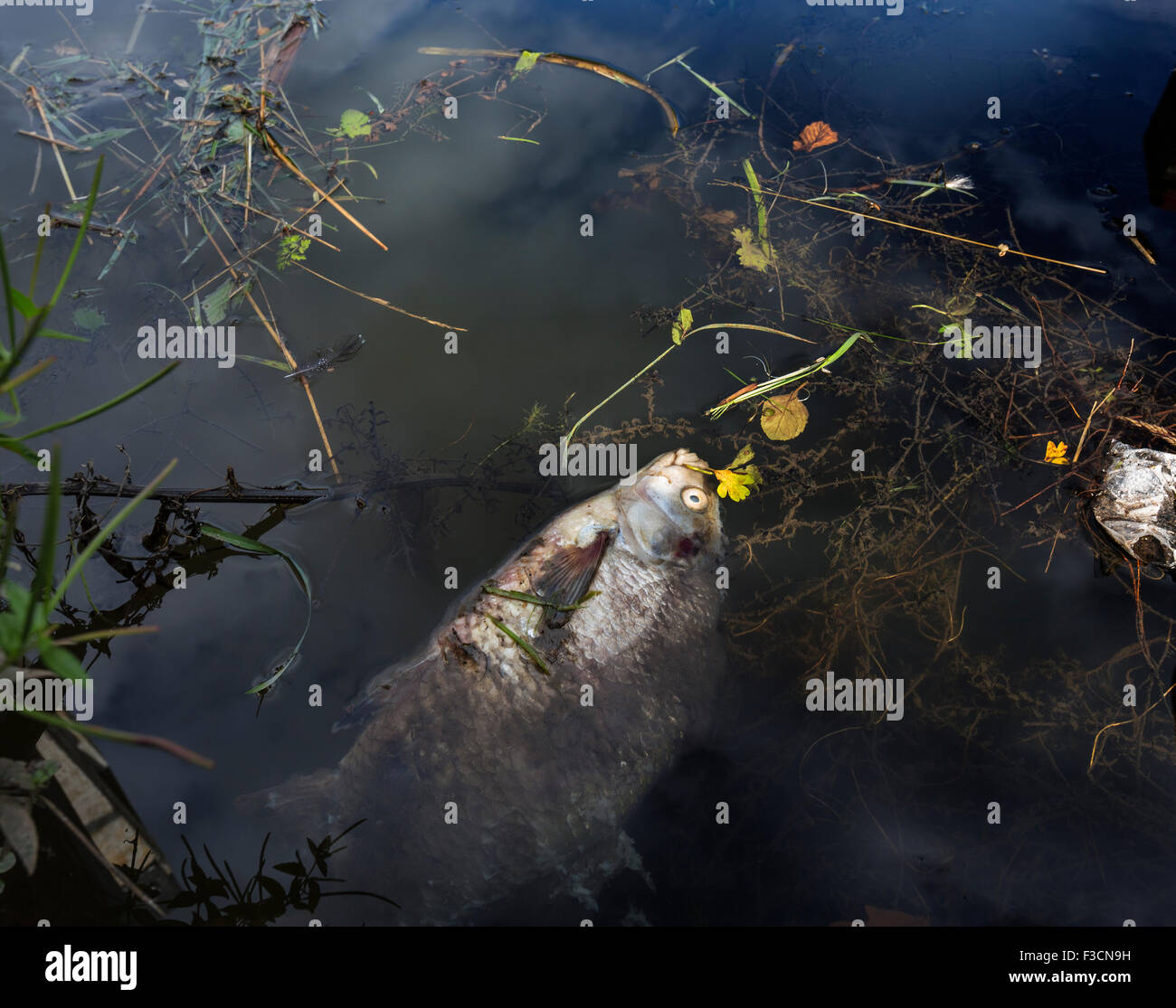 Ein toter Fisch im verschmutzten Flusswasser schwimmende Stockfoto