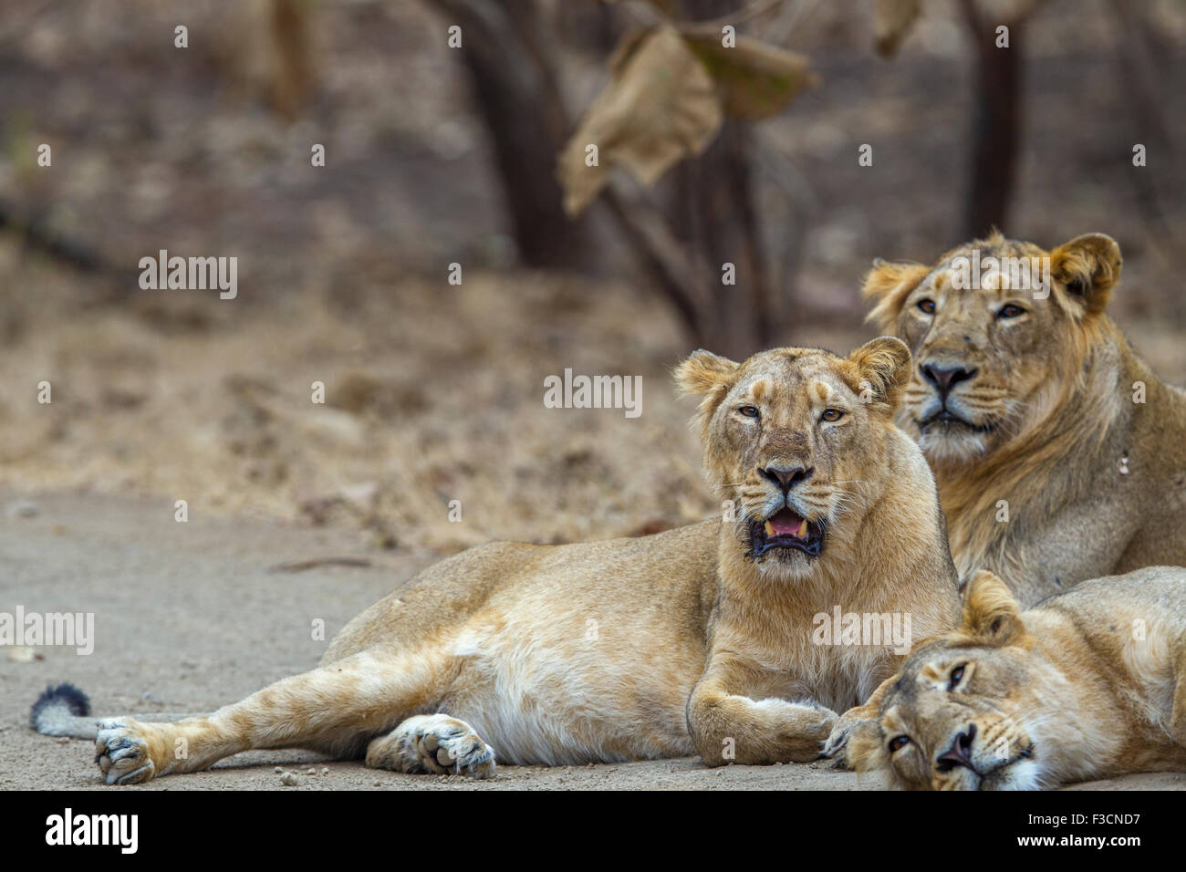 Asiatische indische Löwen [Panthera Leo Persica] stolz an der Gir Forest, Gujarat in Indien. Stockfoto