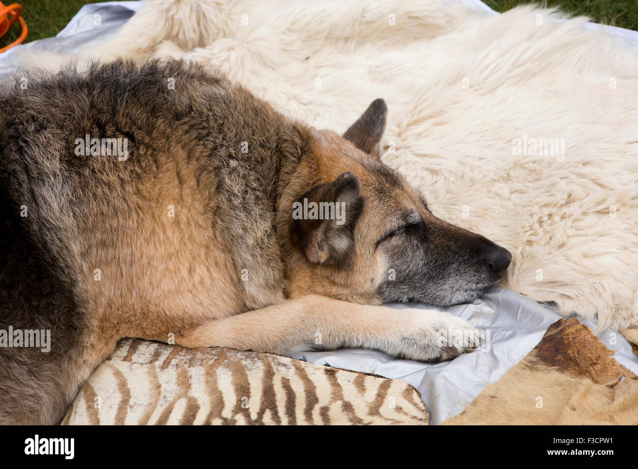 Großbritannien, England, Lincolnshire, Lincoln, Antiquitätenmesse, Deutscher Schäferhund Hund schlafend auf Zebra Haut Teppich Stockfoto