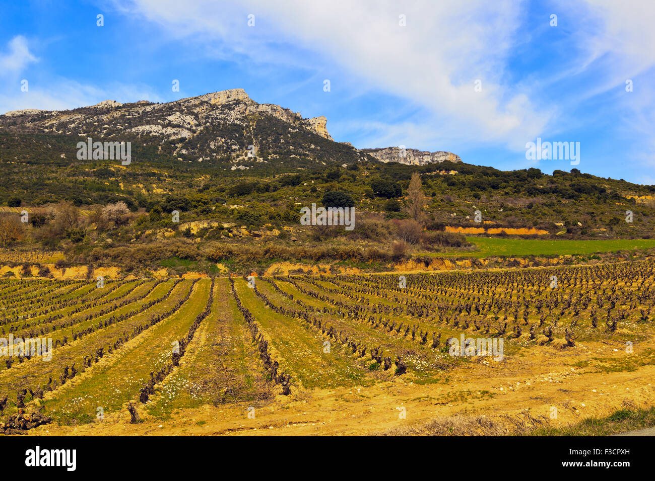 Bereich der Weinreben Vorfrühling im Ebro-Tal, Rioja, Spanien Stockfoto