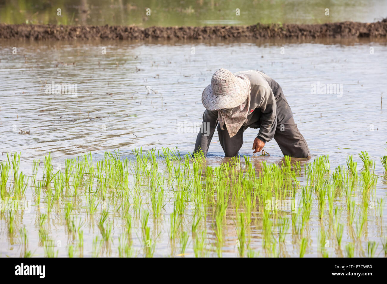 Diese Thai-Reis-Pflanze in das Feld, das unter Wasser ist ...