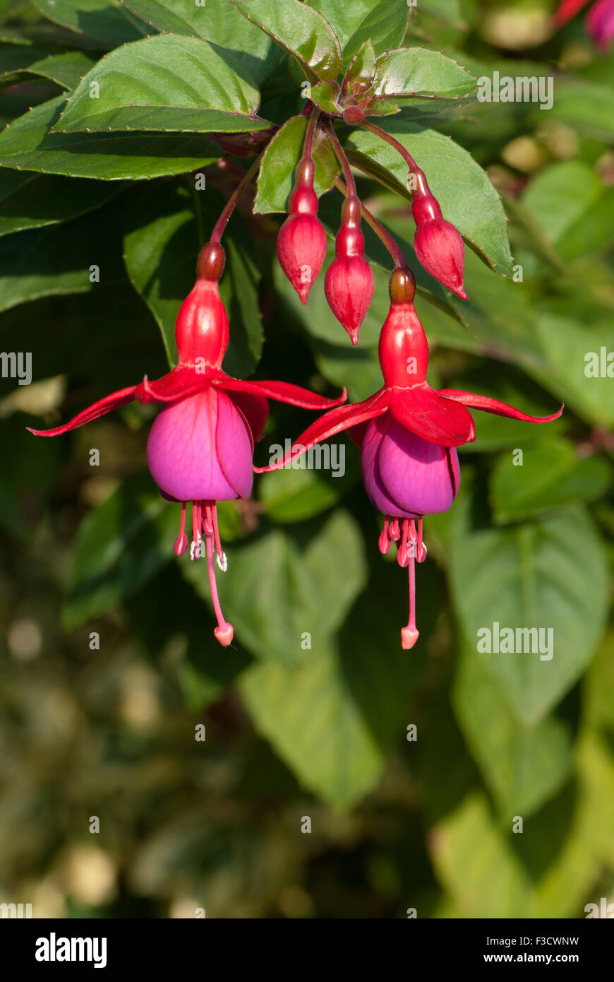 Winterharte Fuchsie "Frau Popple" Stockfoto