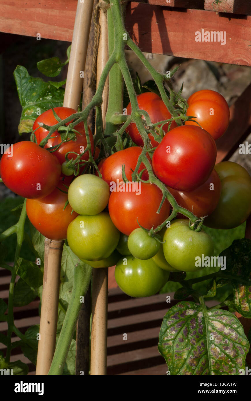 Moneymaker-Tomaten Stockfoto