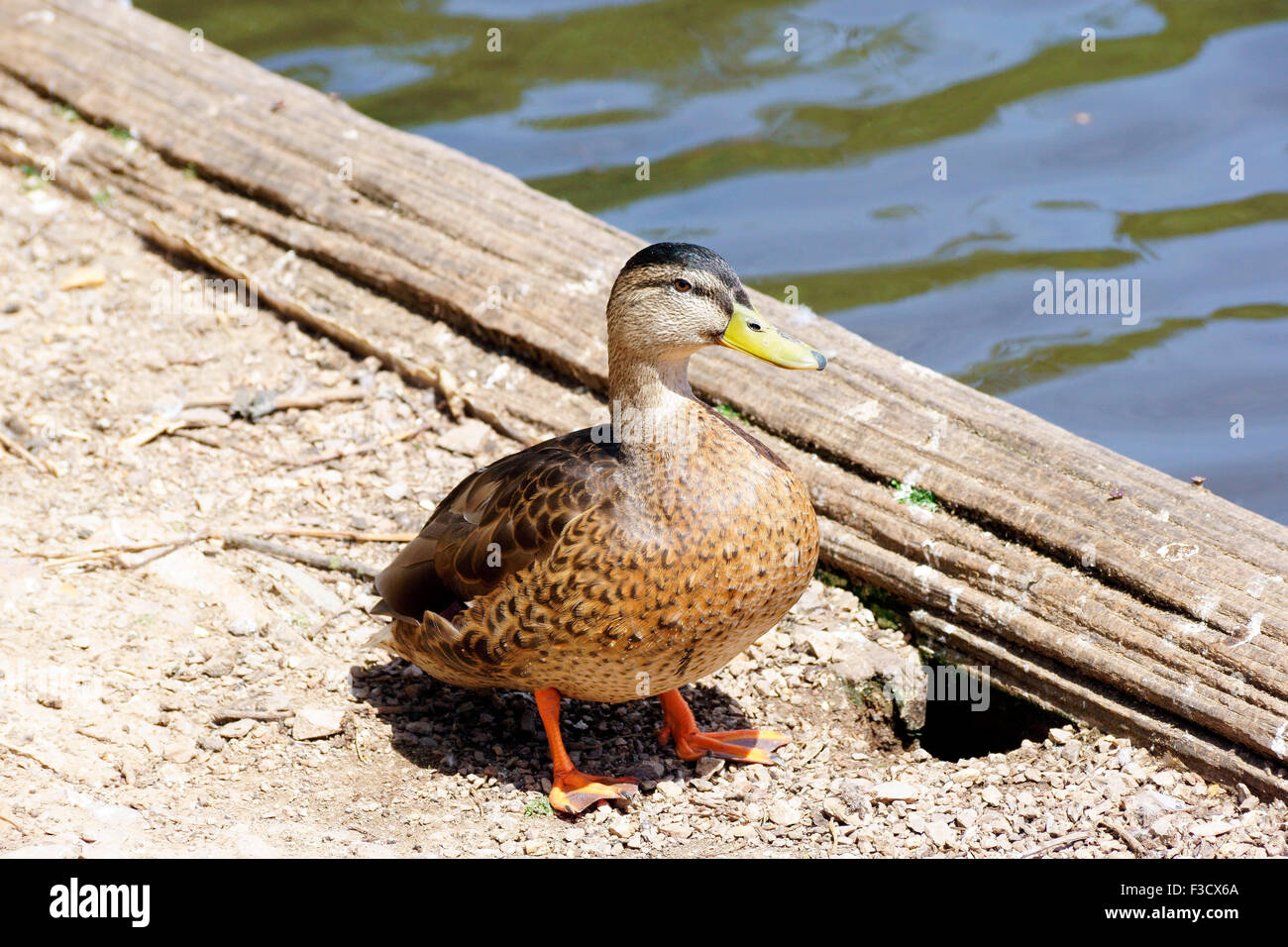 ENTE IN DER SONNE AUSRUHEN Stockfoto