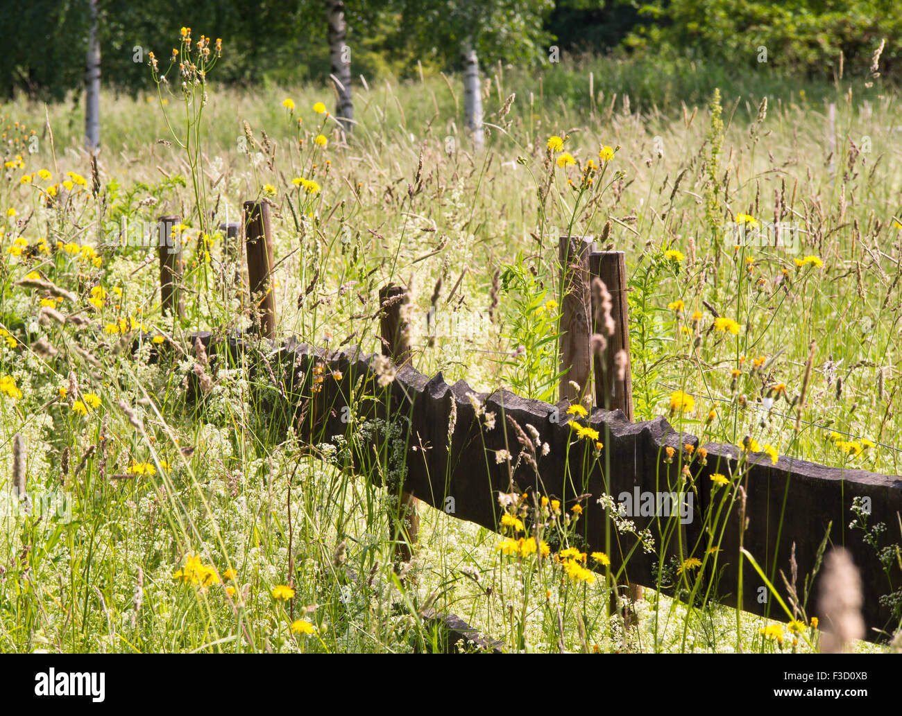 Impressionen vom Sommer, romantische und idyllische Wiese mit gelben und weißen Blüten, mit Blick auf eine braune Holzzaun Stockfoto