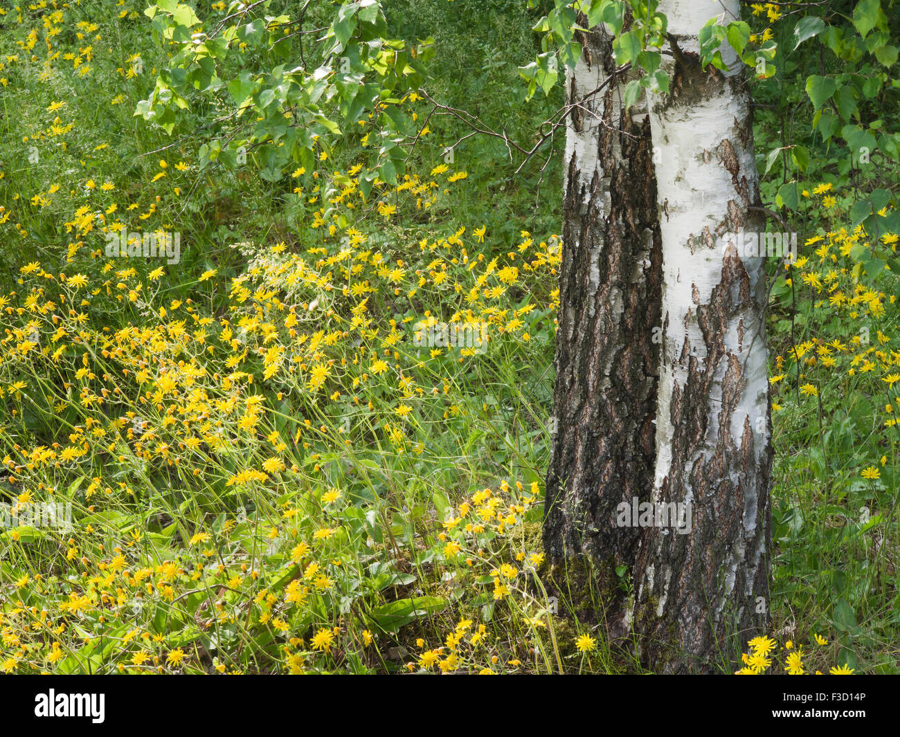 Impressionen vom Sommer, romantische und idyllische Wiese mit gelben Blüten und schwarze und weiße Birke Stämmen, Oslo Norwegen Stockfoto