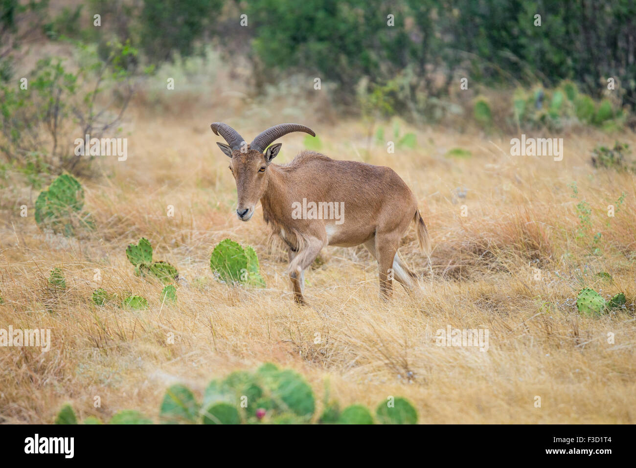 Texas wild Aoudad oder Mähnenspringer ewe Stockfoto