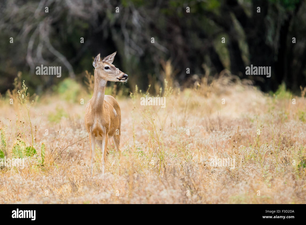 Whitetail Doe Stockfoto