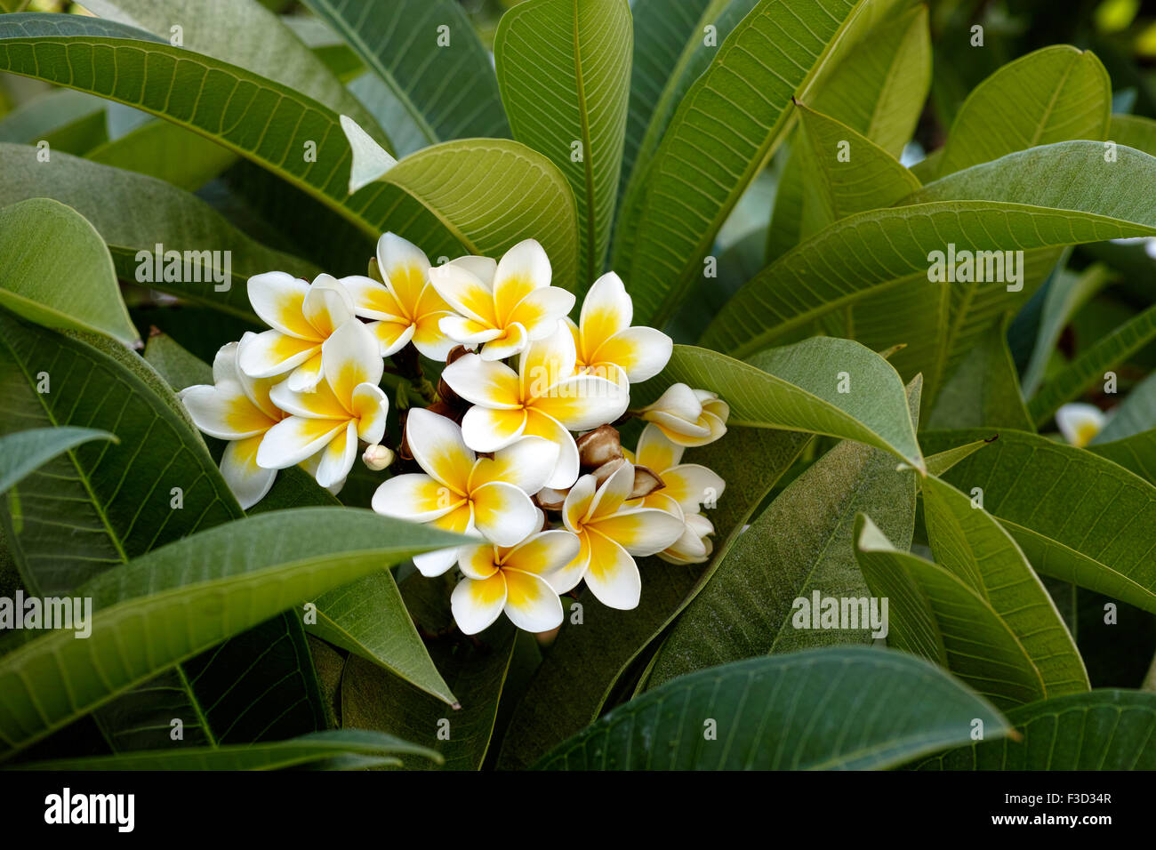 Frangipani Blüten. Schönheit in der Natur. Stockfoto