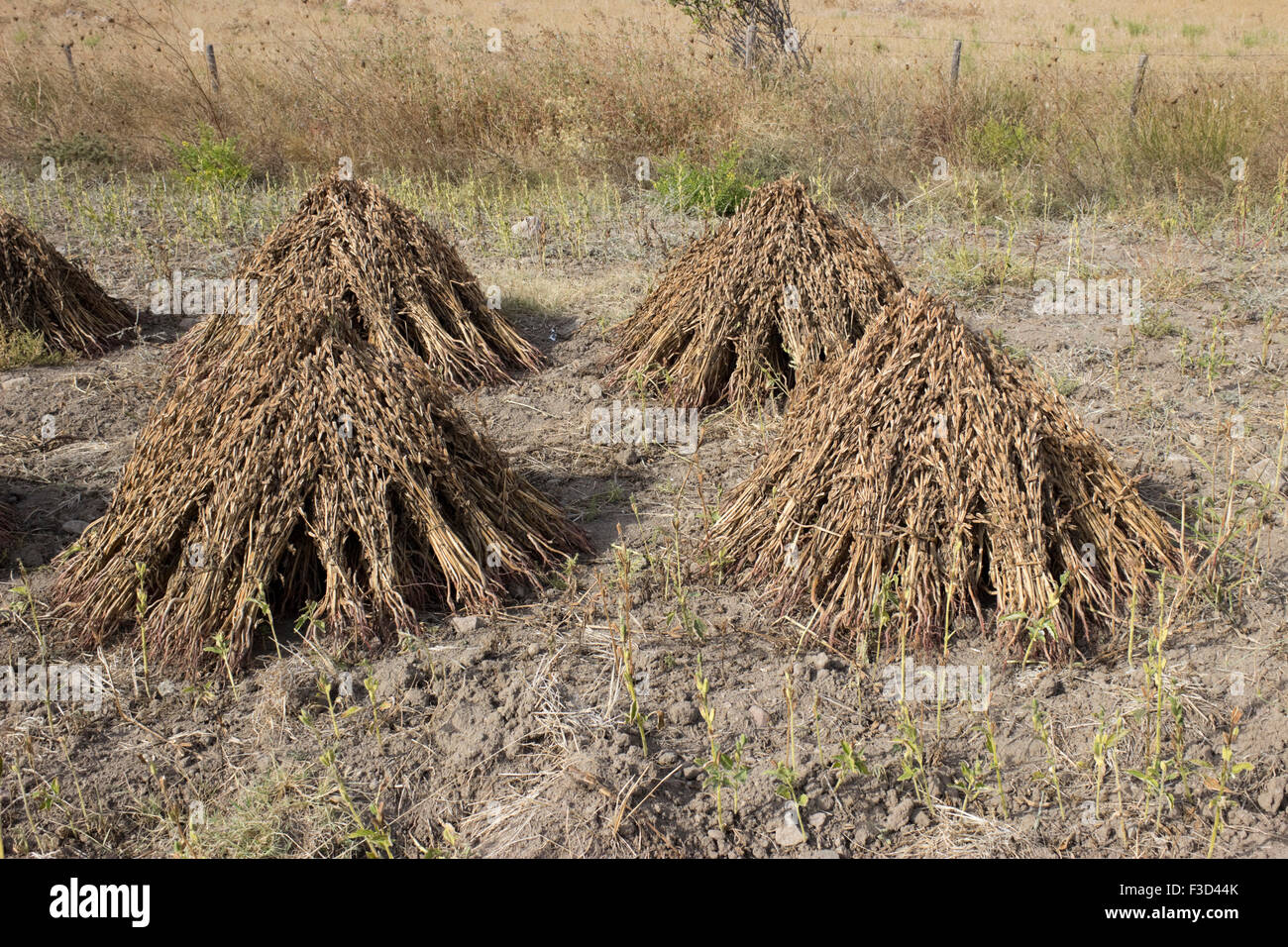 Griechische Landwirtschaft Stockfotos Und Bilder Kaufen Alamy