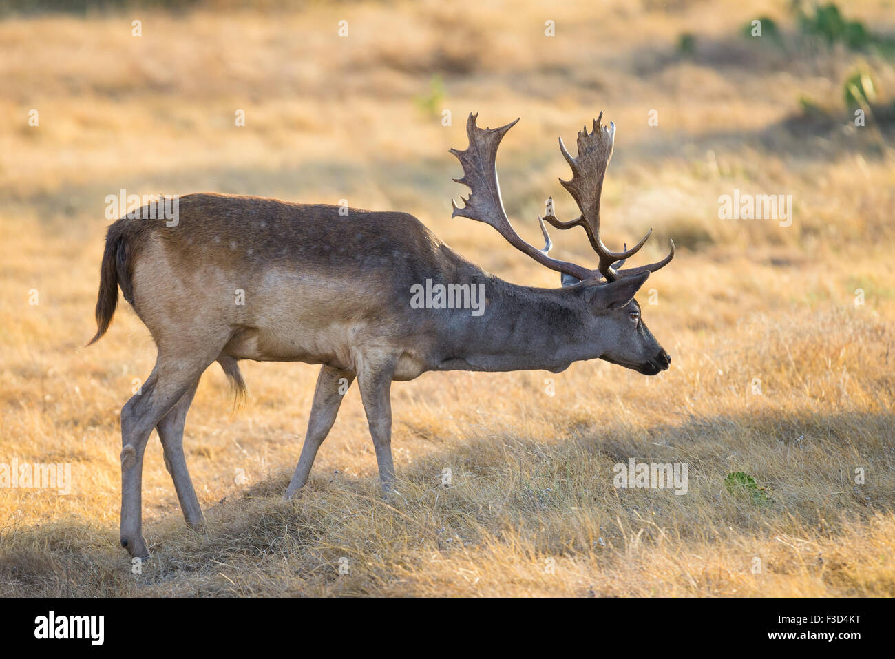 Wild South Texas entdeckt Damwild buck Stockfoto