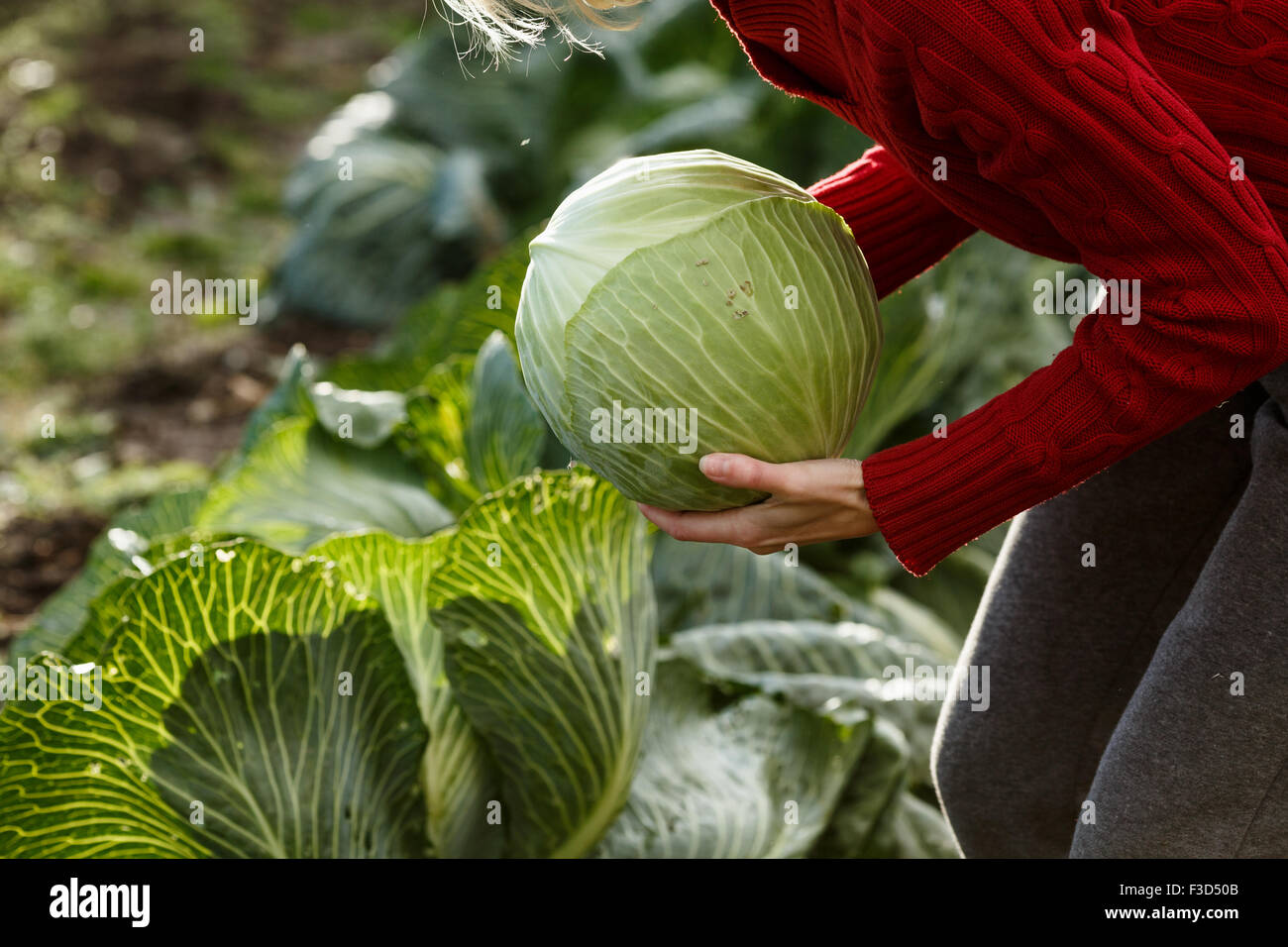 Frau hält einen frisch gepflückten geschälten Kohl.  Ernte, lokale Landwirtschaft, Locavore Movenet Konzept Stockfoto
