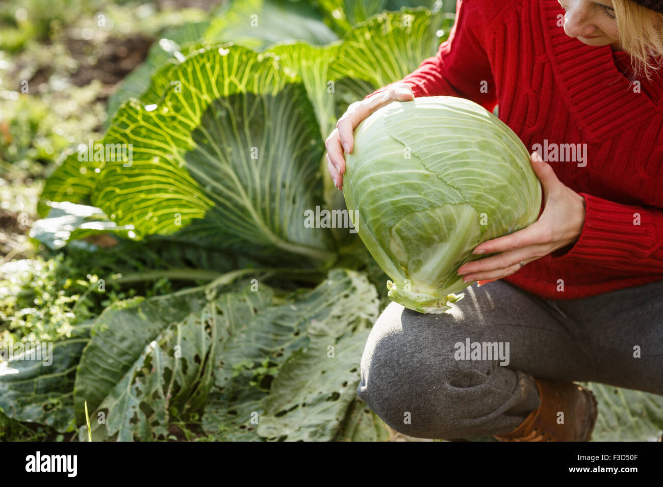 Frau hält und prüft einen frisch gepflückten geschälten Kohl.  Ernte, lokale Landwirtschaft, Locavore Movenet Konzept Stockfoto