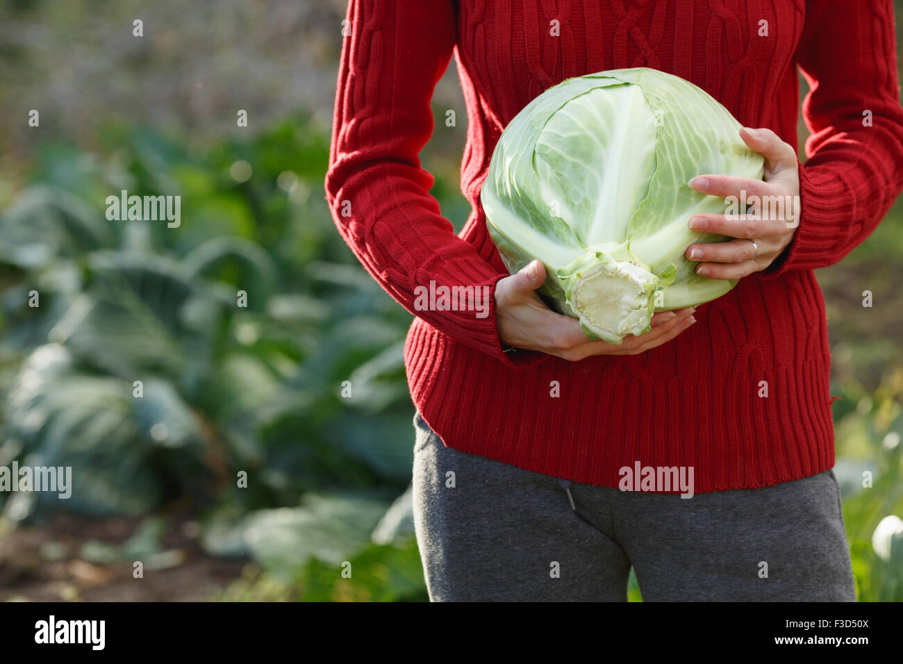 Frau mit einer geschälten frisch geerntete Kohl hautnah.  Ernte, lokale Landwirtschaft, Locavore Movenet Konzept Stockfoto