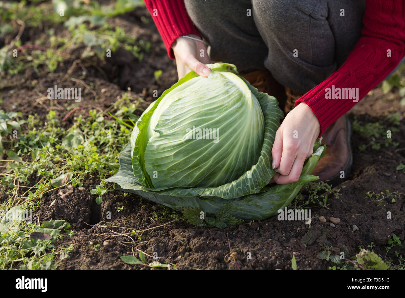 Nahaufnahme von Frau Hände entfernen die Abdeckung Blätter frisch geerntete Kohl.  Ernte, lokale Landwirtschaft, Locavore Movenet Konzept Stockfoto