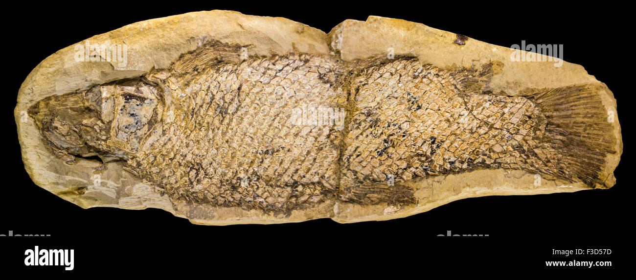 Prähistorische fossilen Fischen, Notelops Brama auf schwarzem Hintergrund Stockfoto