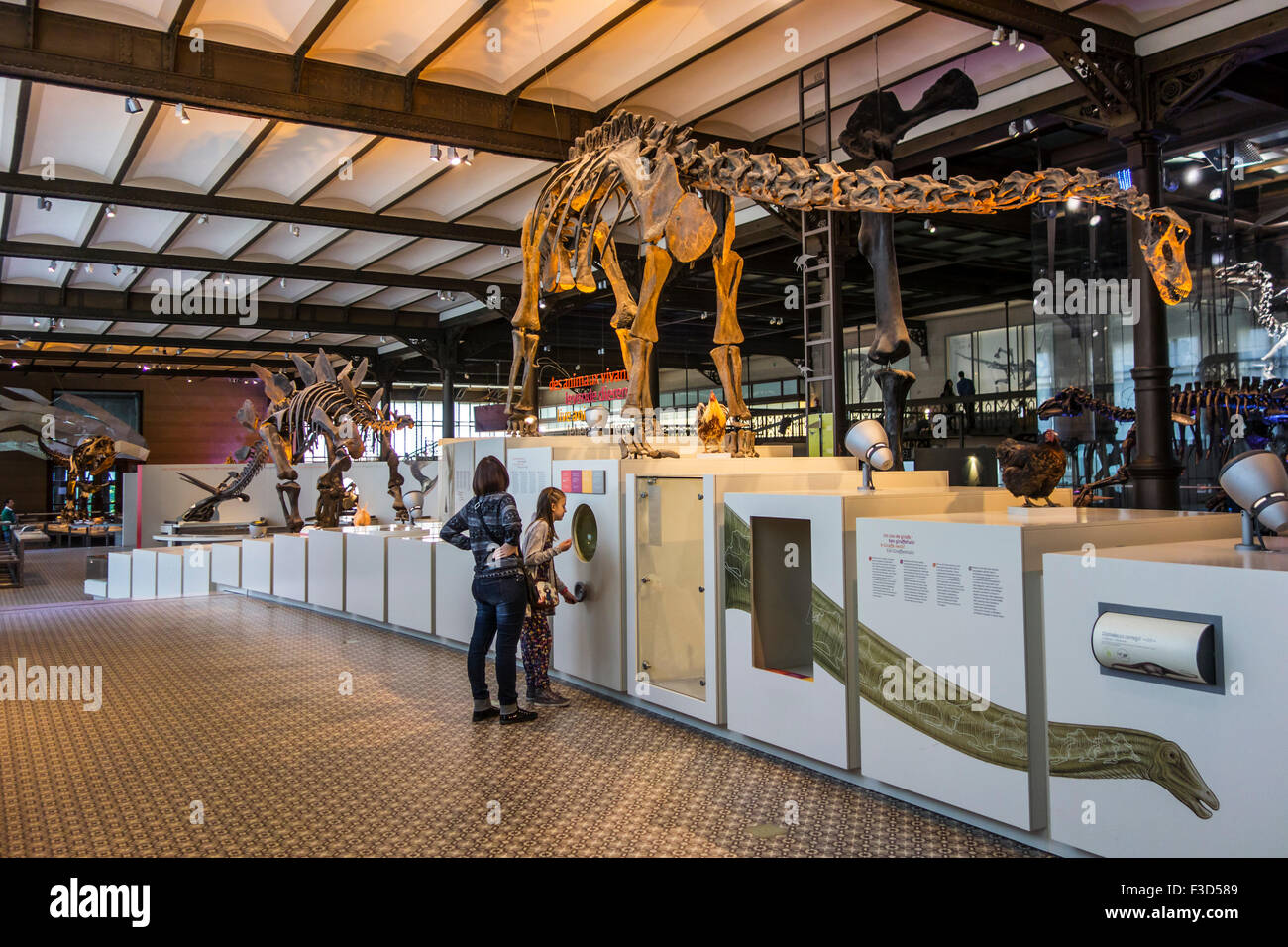 Skelette von Dinosauriern im königlichen belgischen Institut für Naturwissenschaften montiert / Museum of Natural History, Brüssel, Belgien Stockfoto
