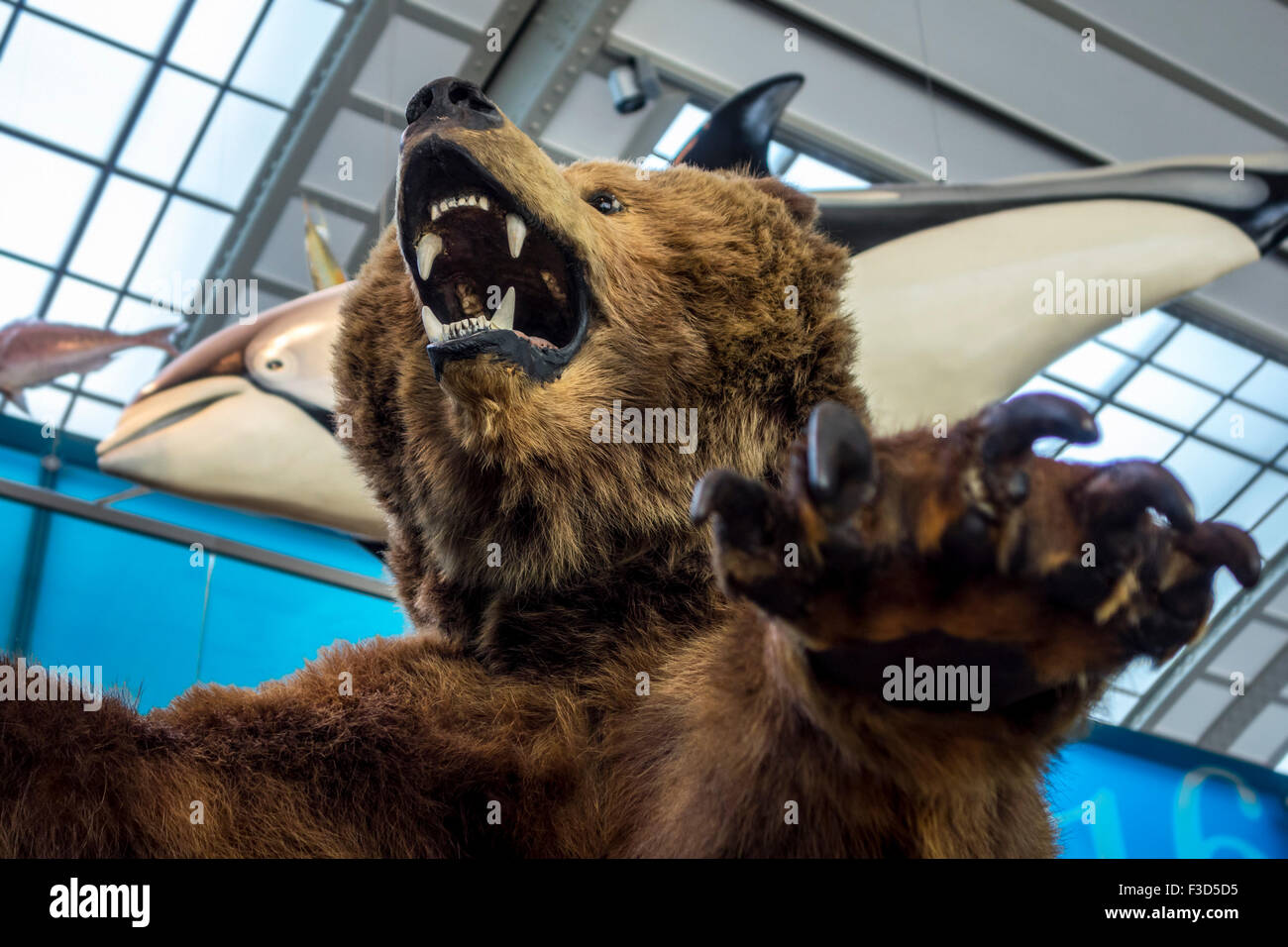 Gefüllte Bär in der Galerie der Evolution, königlichen belgischen Institut für Naturwissenschaften / Museum of Natural History, Brüssel Stockfoto