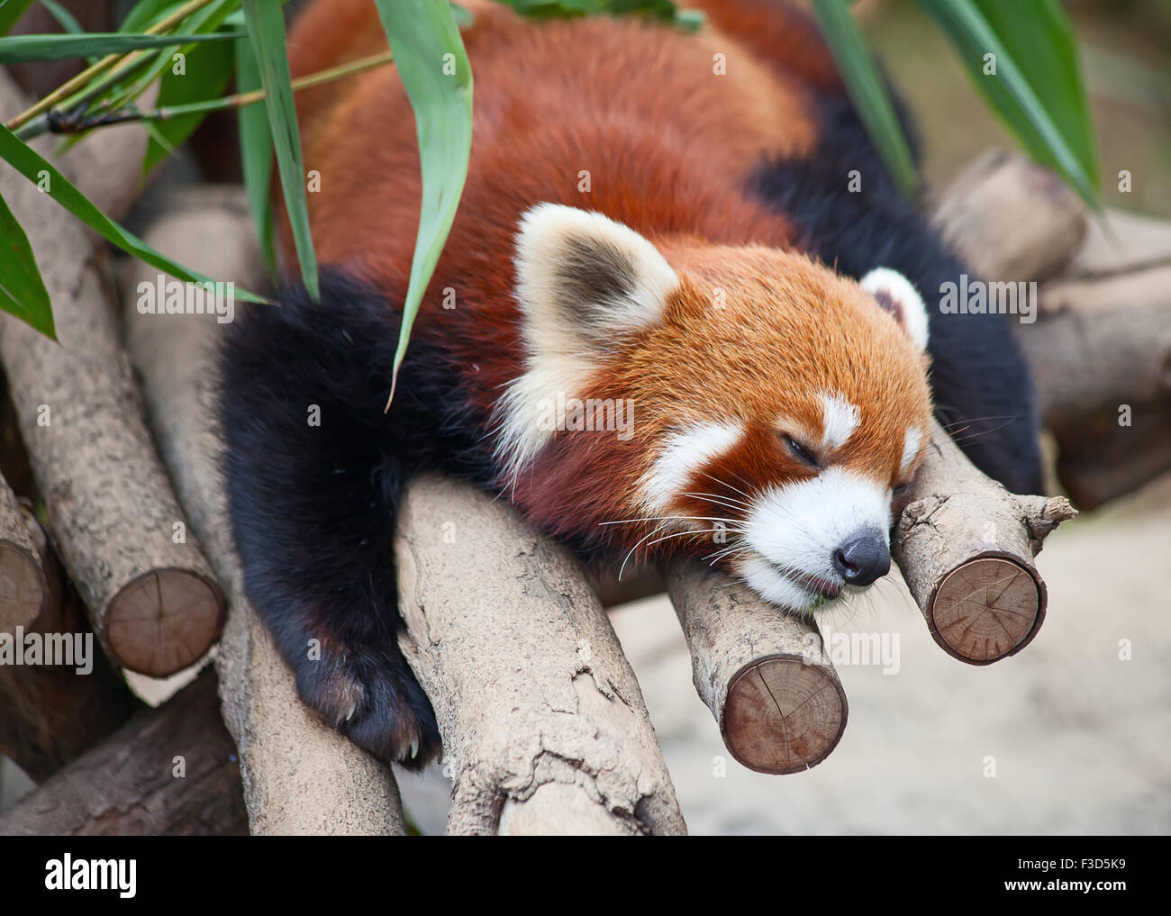 Roter Panda (Firefox) auf dem Baum schlafen Stockfoto