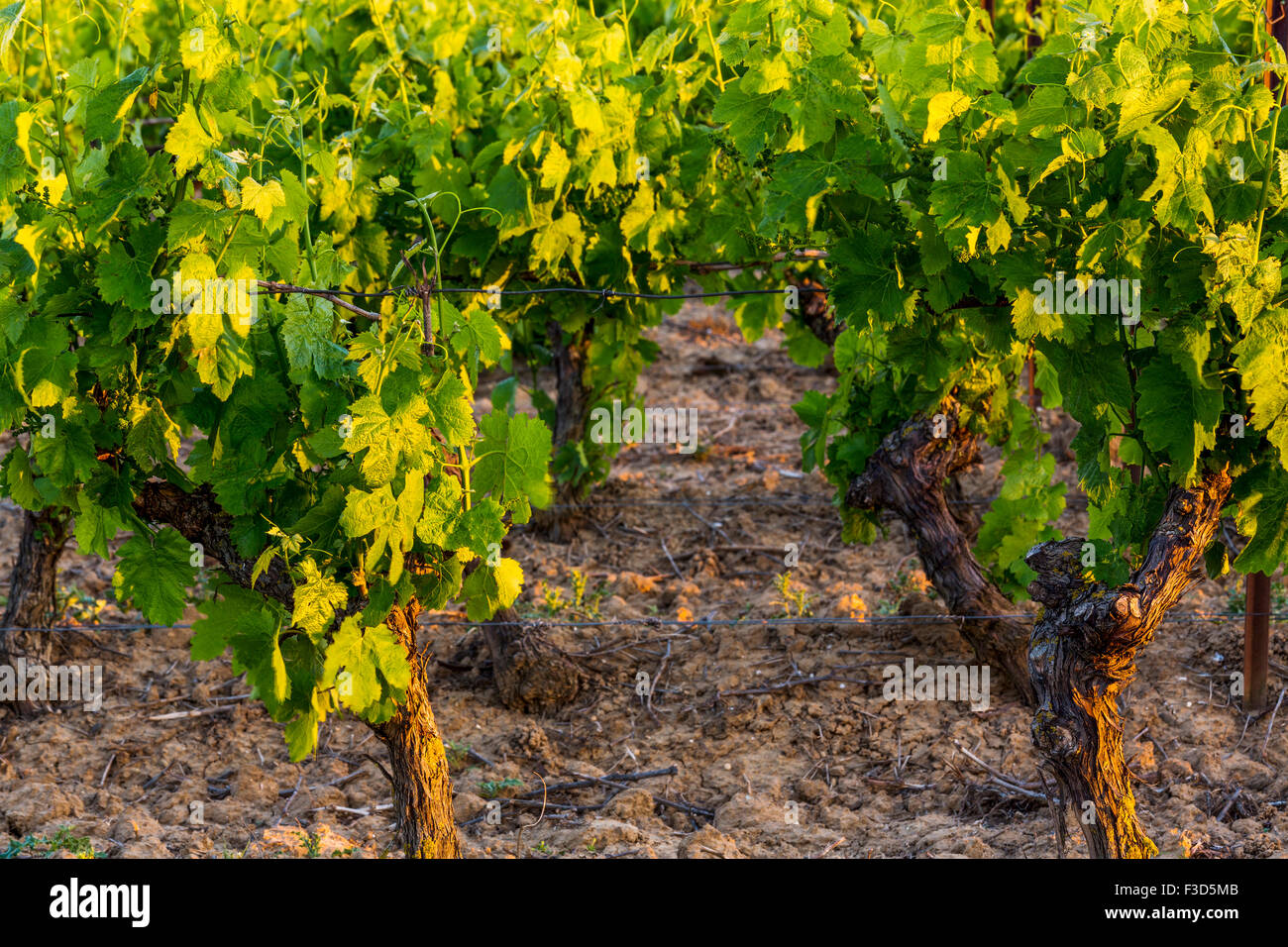 Weinberge Carcassonne Aude Languedoc Rosellón Frankreich Europa Stockfoto