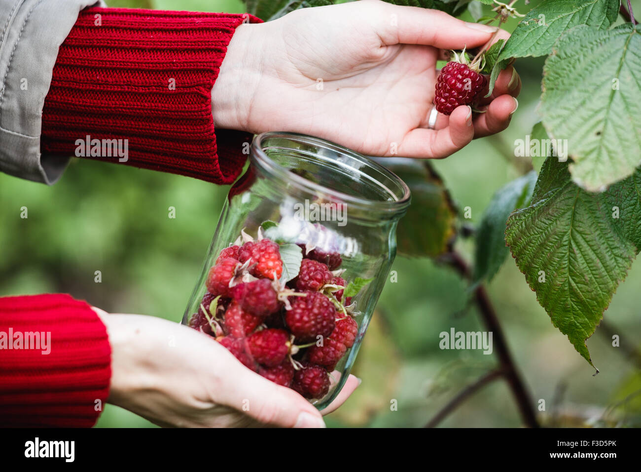 Himbeer-Ernte. Frau sammelt reife Beeren in einem Glas. Ernte, Locavore Essen Bewegung, wachsende, lokale Landwirtschaft, sauber Stockfoto