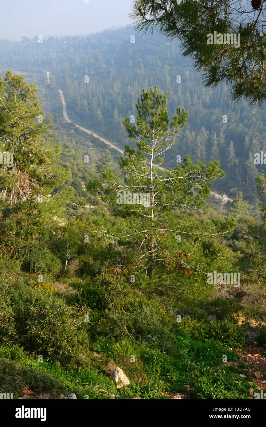 Pinienwald in der Nähe von Jerusalem, Israel Stockfoto