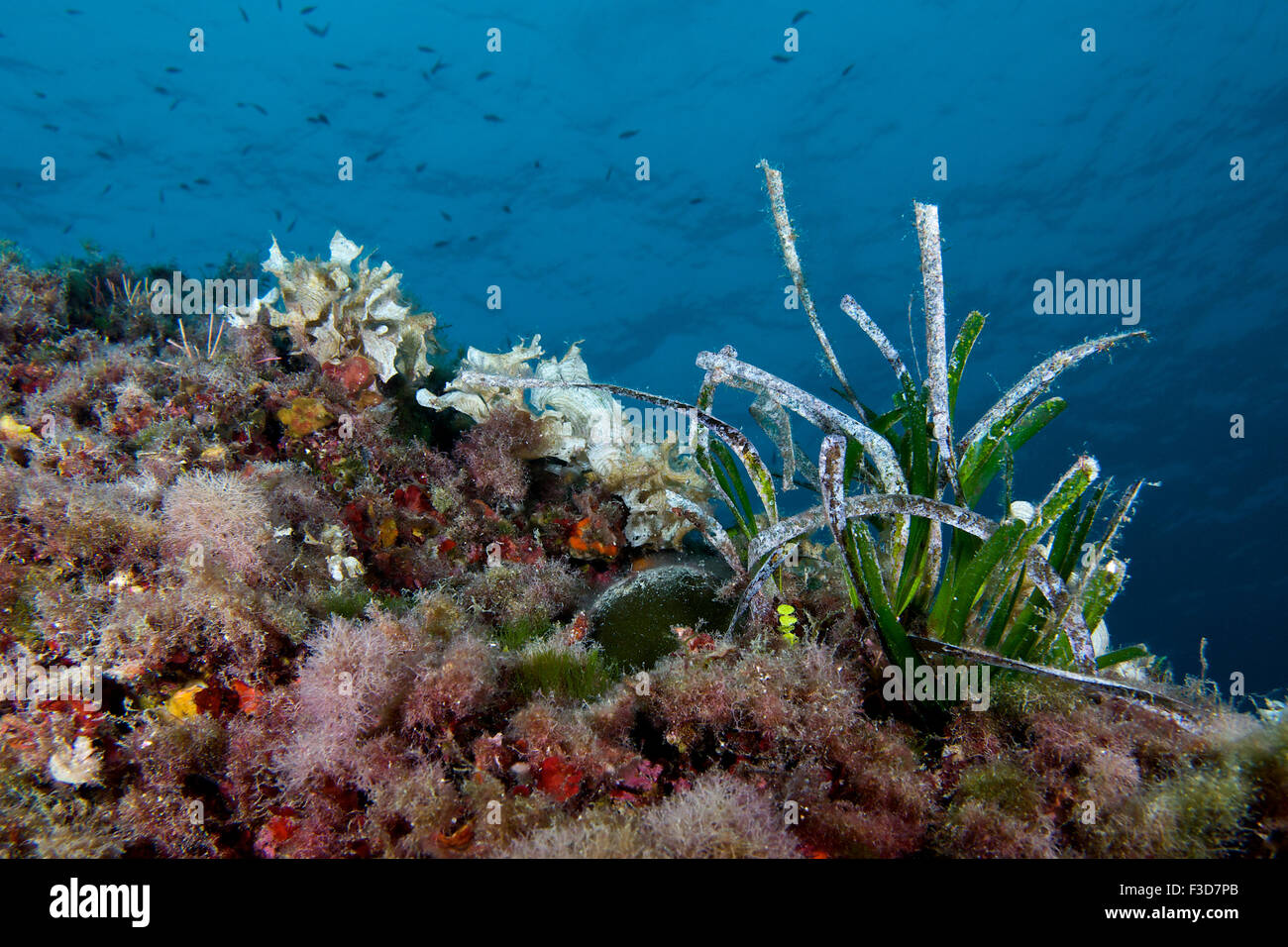 Unterwasser Szene voller Meerestiere (Posidonia, Algen, Schwämme, briozoos, Fische) in Ses Salines Naturpark (Formentera, Balearen, Spanien) Stockfoto