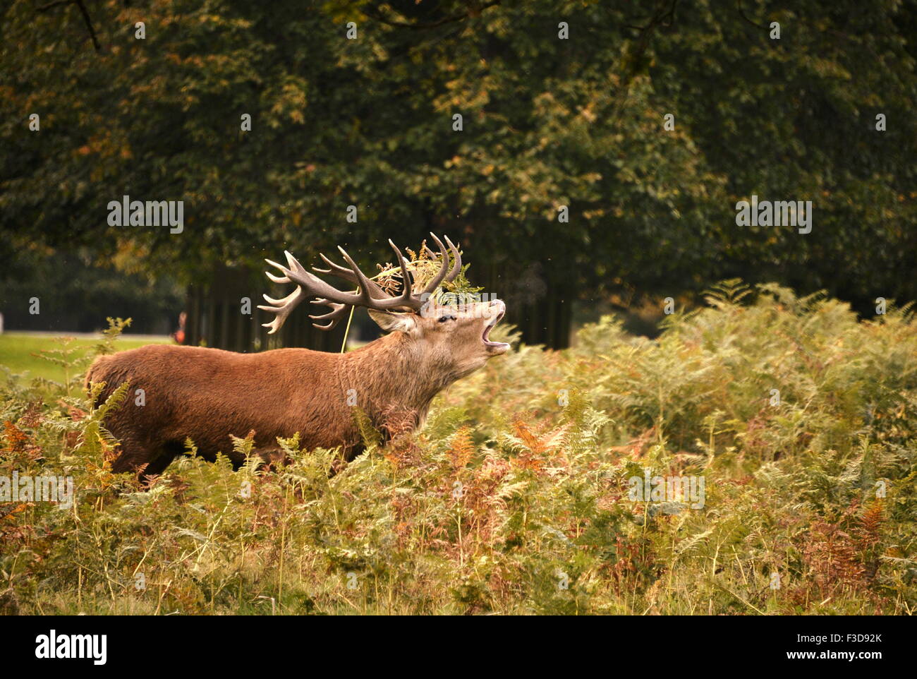 London, UK. 4. Oktober 2015. Hirsch Brunft signalisiert, dass der Herbst hier ist. Männliche Hirsche konkurrieren um die Vorherrschaft in der Herde als die Paarungszeit in Bushy Park, West London beginnt. Spurrinnenbildung Hirsche sind gehört Belowing quer durch den Park, bevor sie anderen männlichen Hirsche begegnen und Geweih in einem Kopf-an-Kopf-Kampf zu sehen, wer das alpha-Männchen zu sperren: 4. Oktober 2015 Credit: STUART WALKER/Alamy Live News Stockfoto