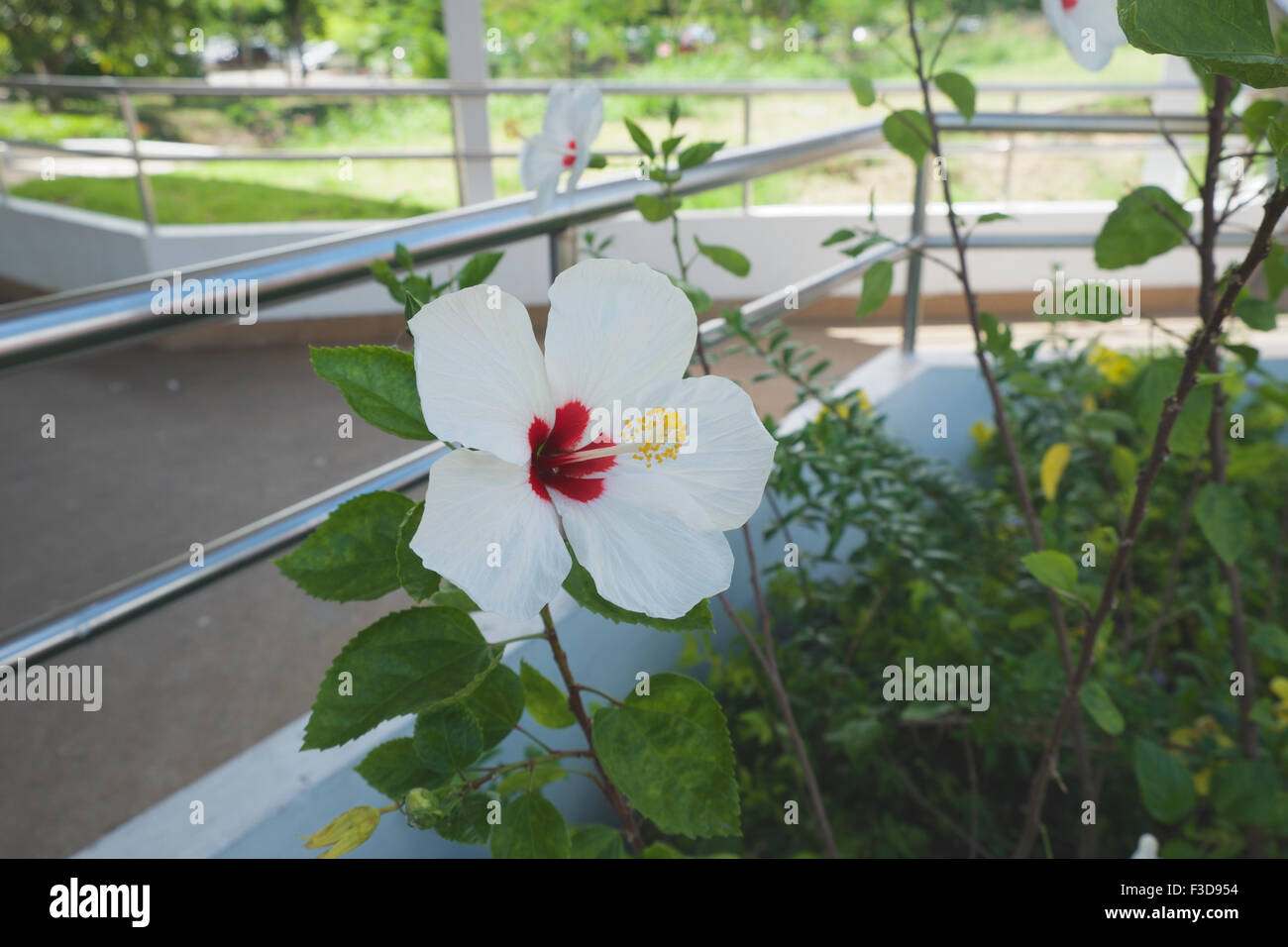 hautnah weiße Blume Stockfoto