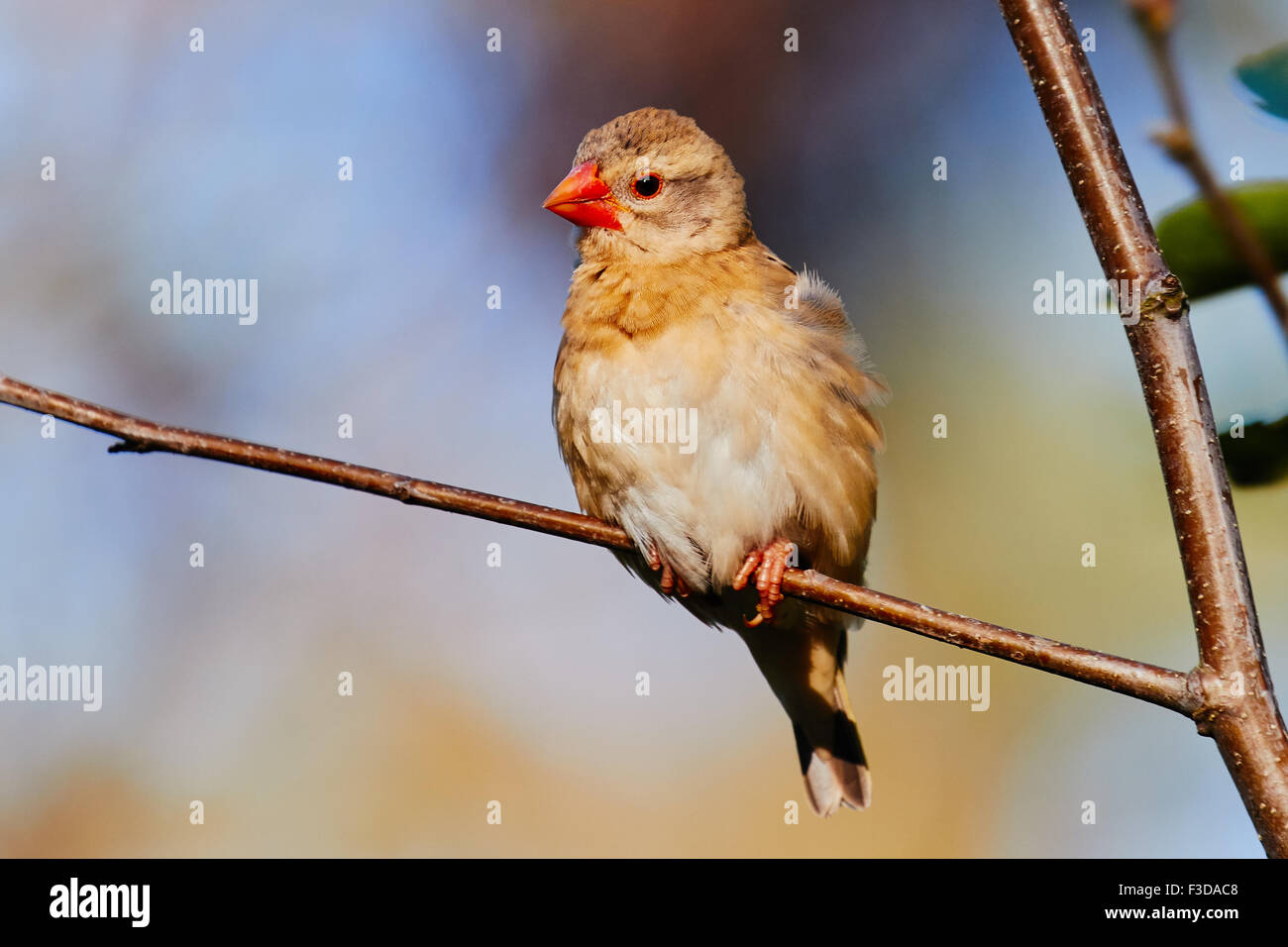Rot-billed Webervögeln auf einem Ast vor einem farbigen Himmel Stockfoto