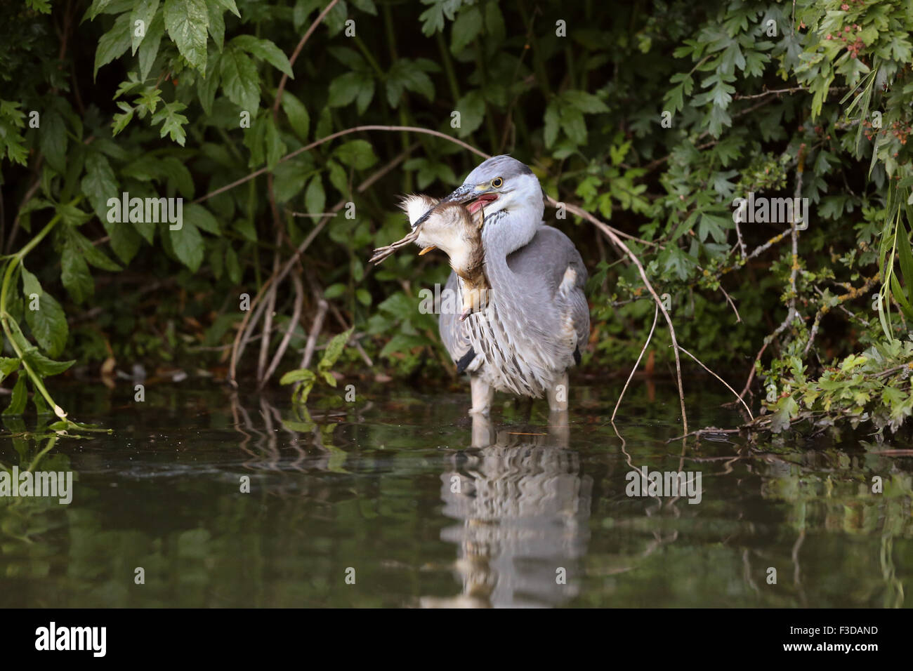 Reiher verschlingt ein Mandarin-Entlein Stockfoto