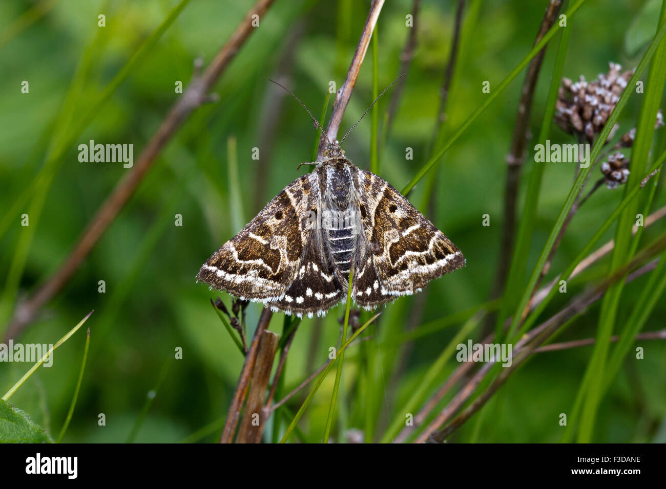 Mutter Shipton Moth, (Callistege mi), Chilterns, Oxfordshire, Vereinigtes Königreich Stockfoto