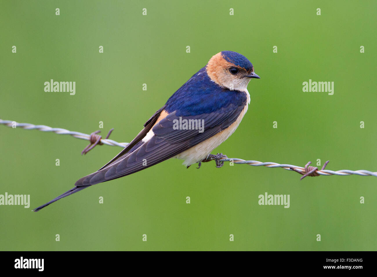 Rot-rumped Schwalbe (Cecropis Daurica), Extremadura, Spanien Stockfoto