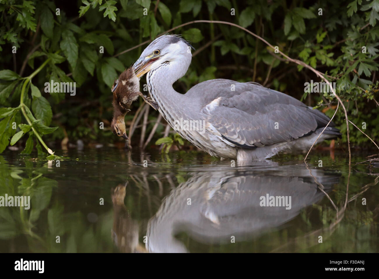 Reiher verschlingt ein Mandarin-Entlein Stockfoto