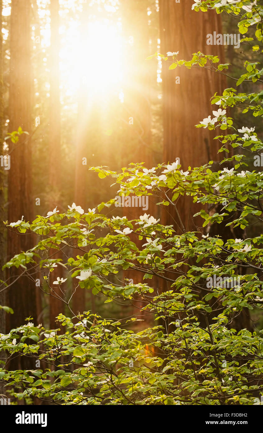 Forrest an sonnigen Tag Stockfoto