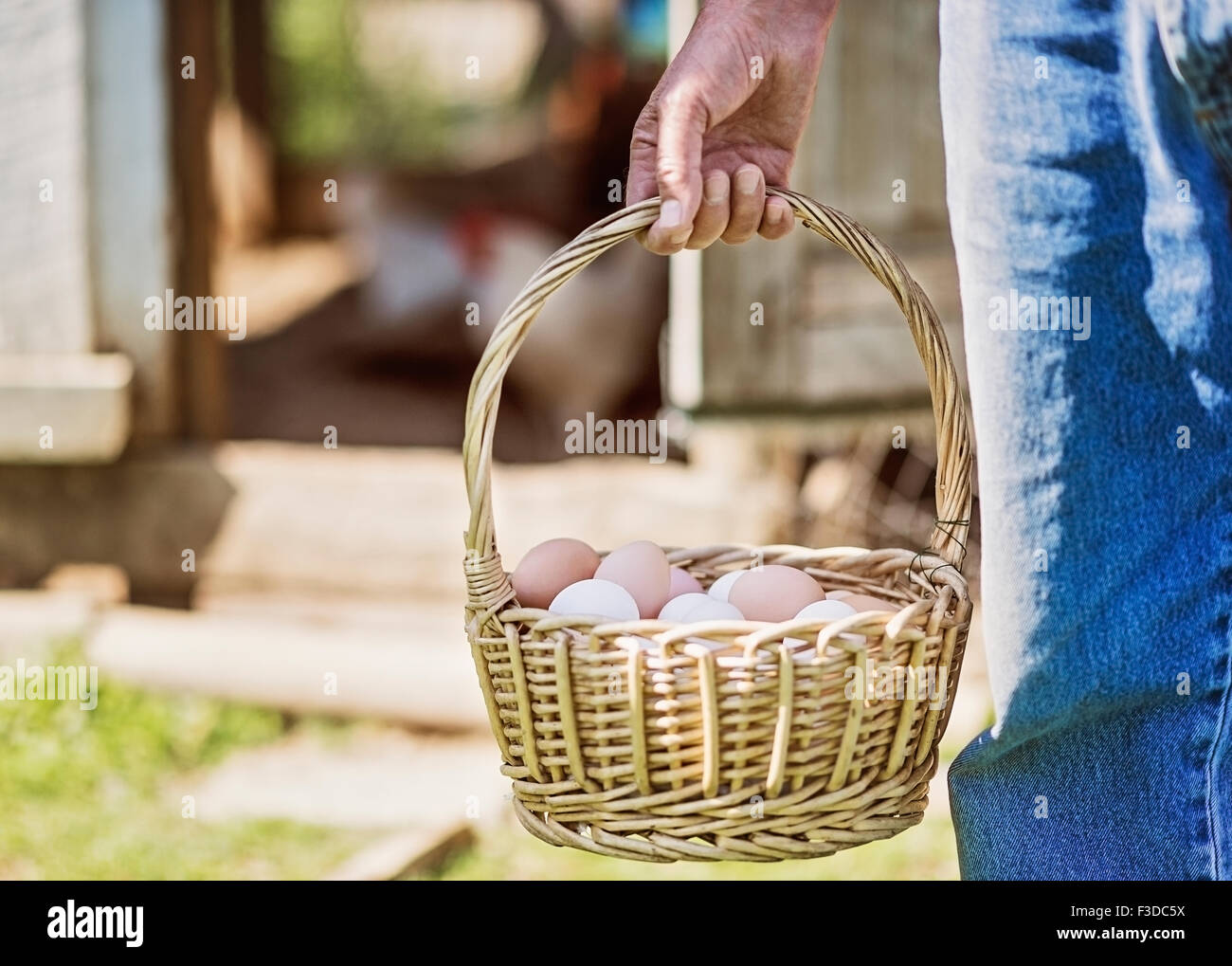 Bauer mit Korb mit Eiern Stockfoto
