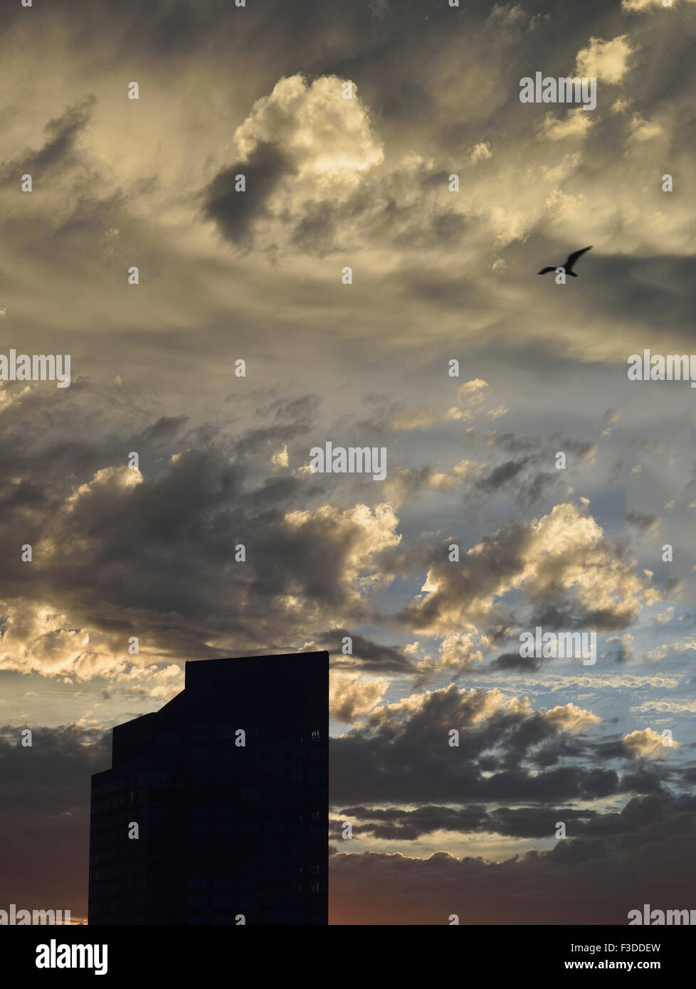Vogel im dramatischen Himmel über Downtown District in der Abenddämmerung Stockfoto Vogel im dramatischen Himmel über Downtown District in der Abenddämmerung Stockfoto