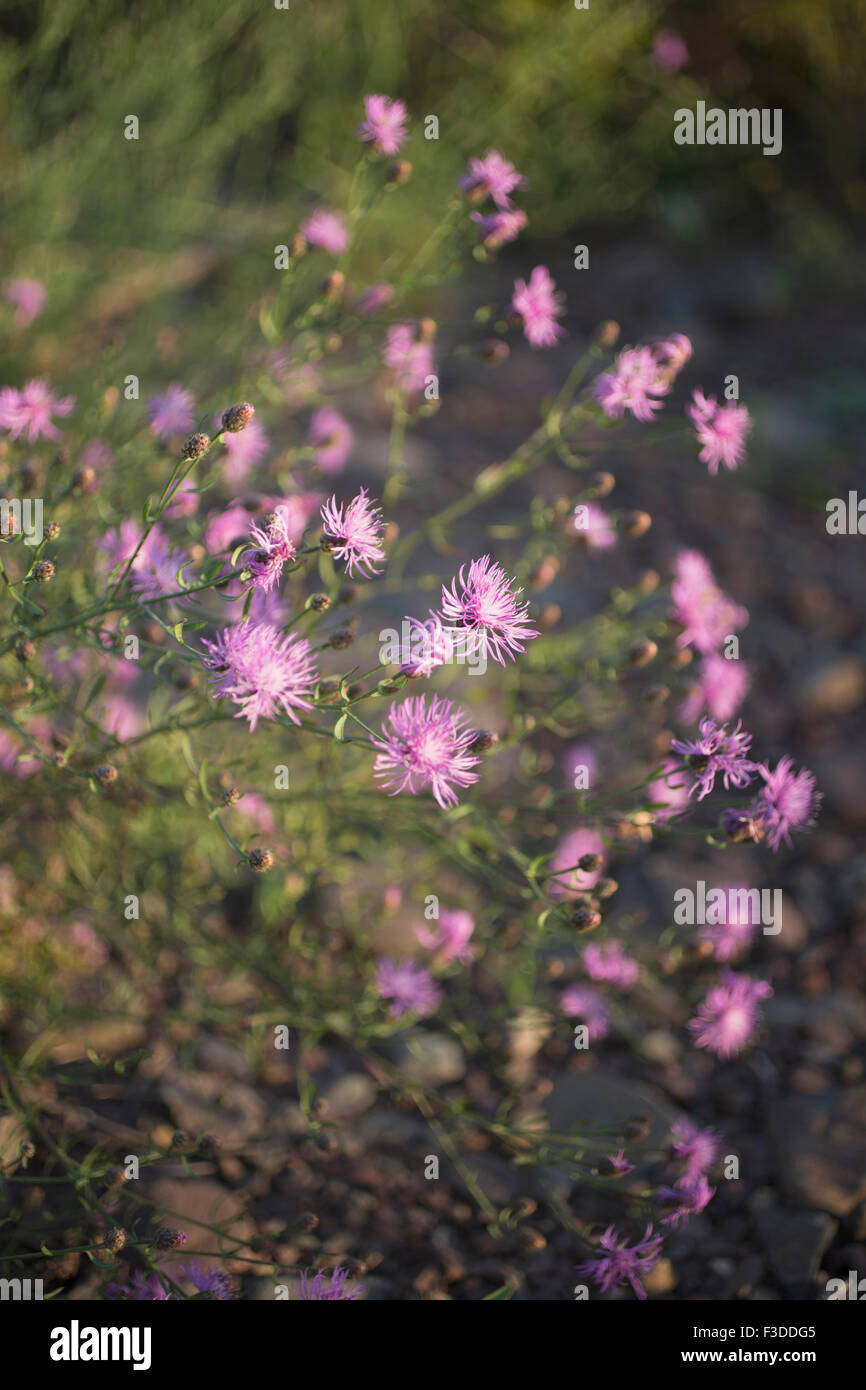 Nahaufnahme der Wildpflanze lila Blumen Stockfoto